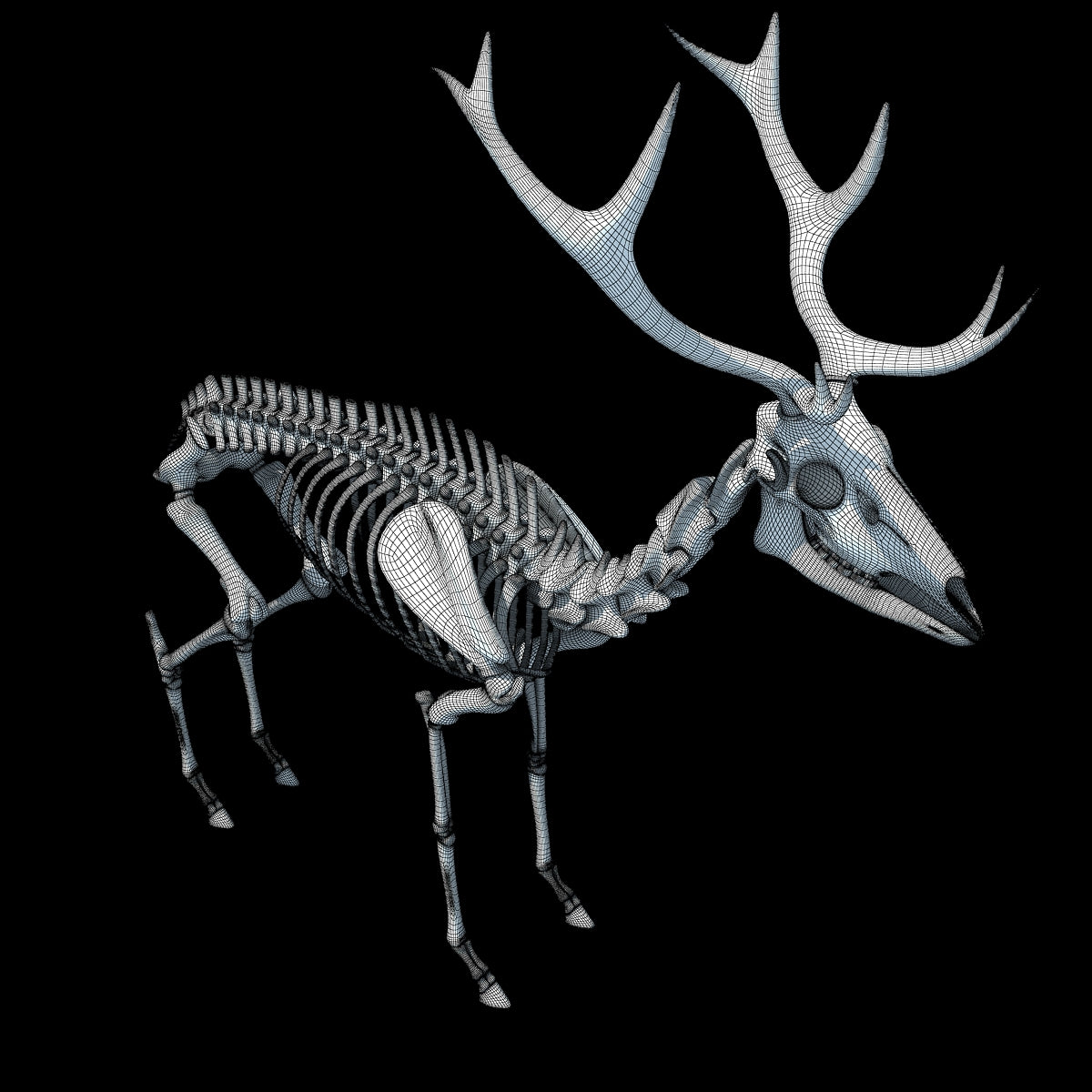 Deer Skeleton 3D Model