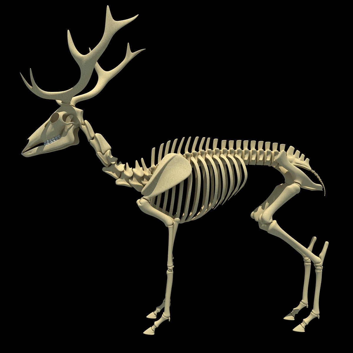 Deer Skeleton