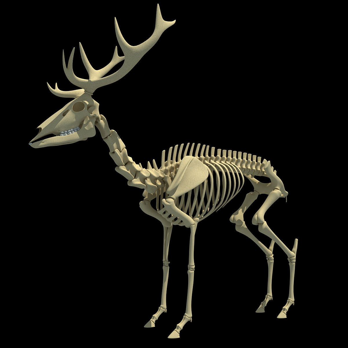 Deer Skeleton 3D Model