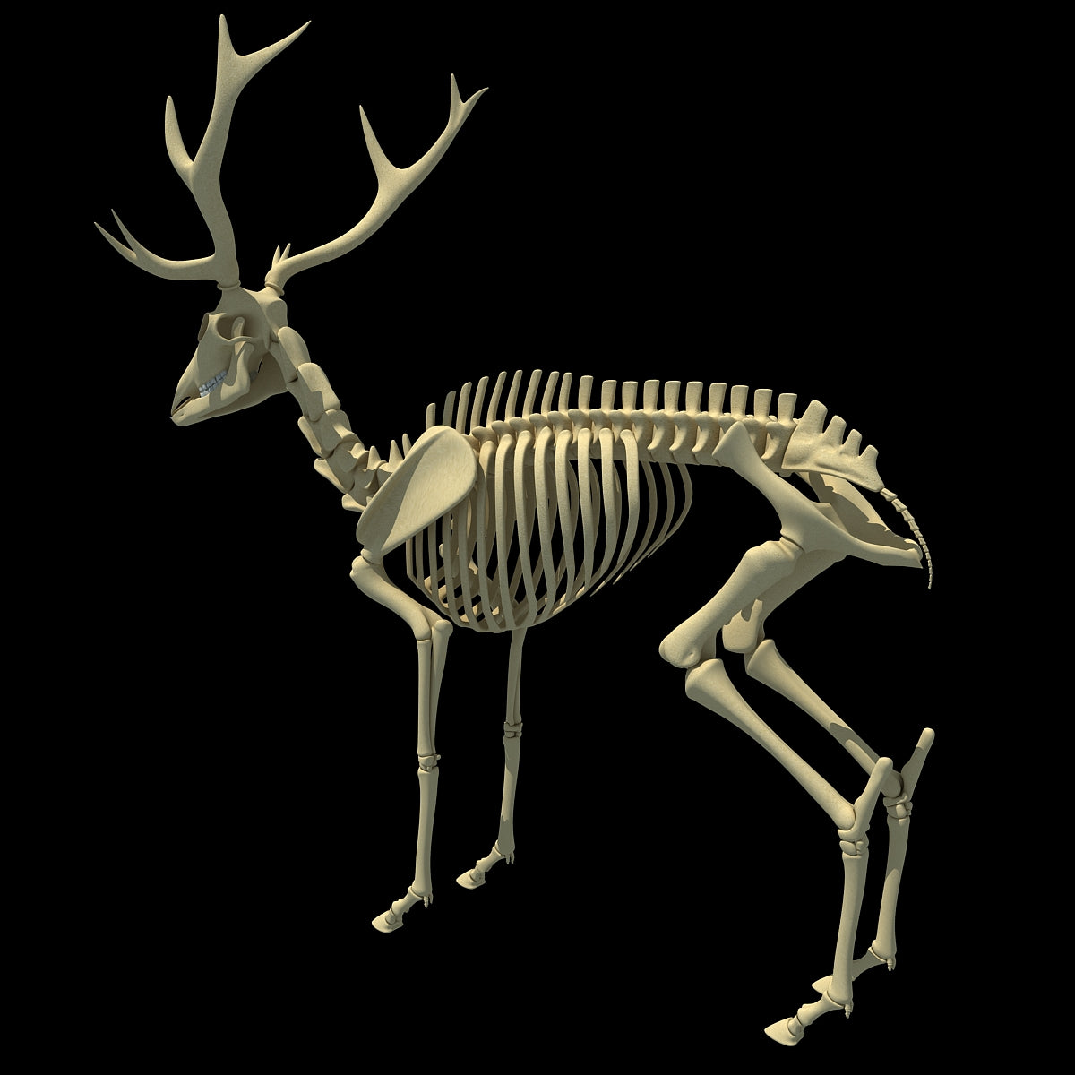 Deer Skeleton