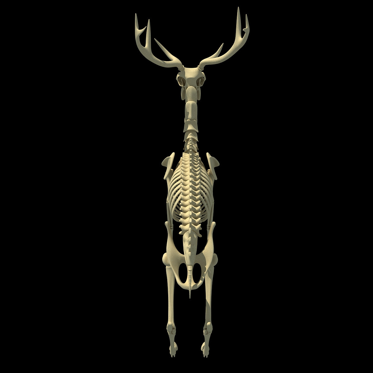 Deer Skeleton
