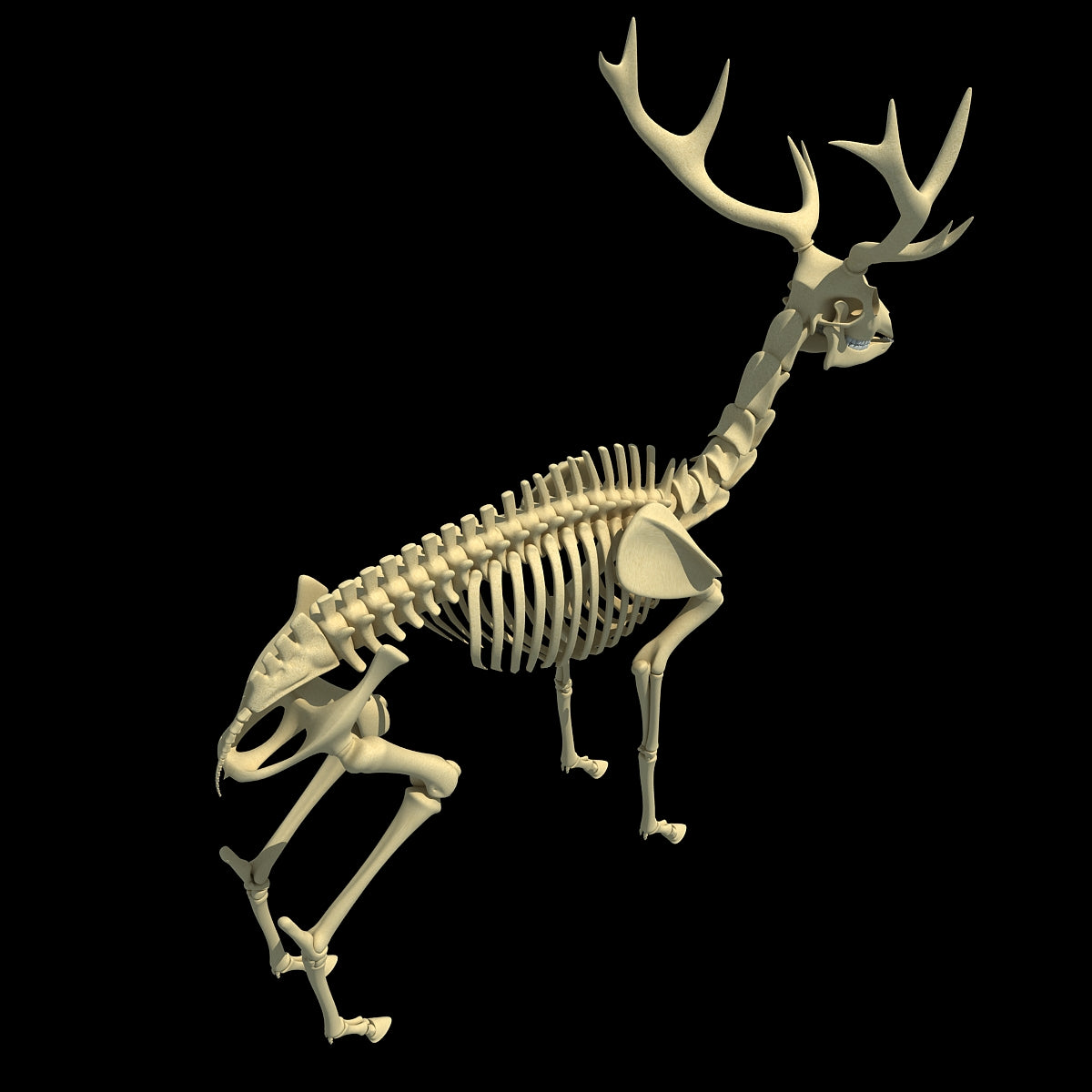 Deer Skeleton