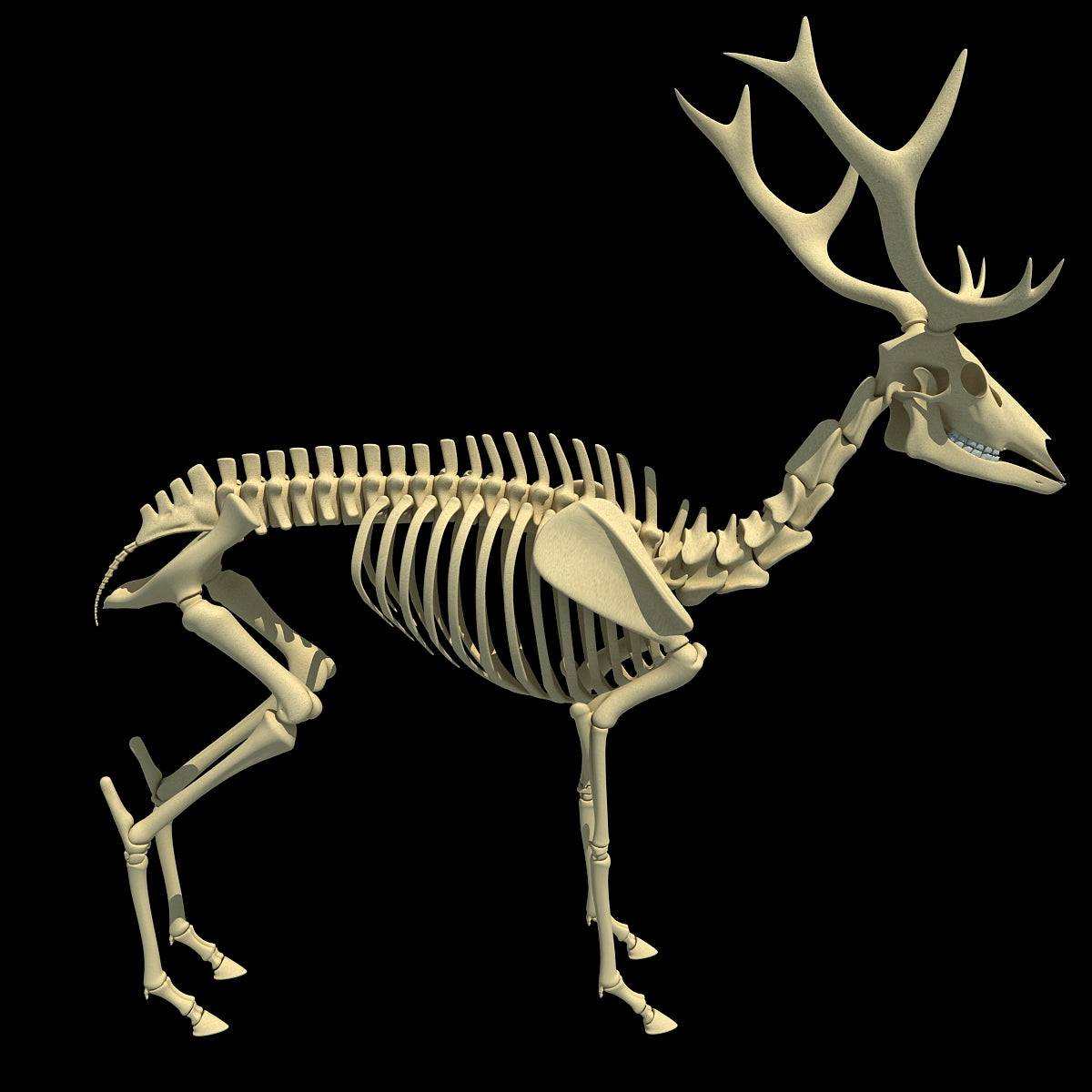 Deer Skeleton