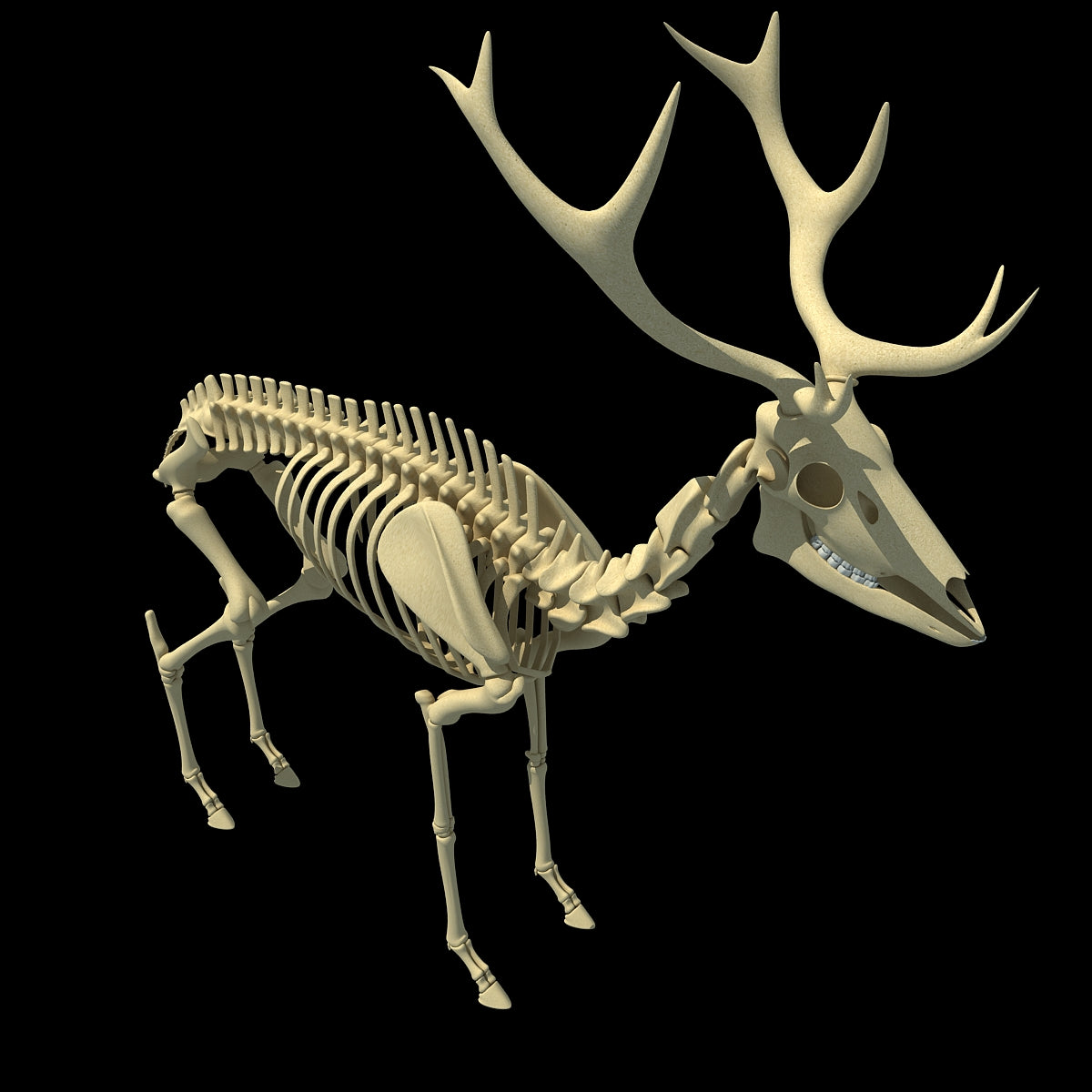 Bone Structure Of A Whitetail bone-structure-of-a-whitetail