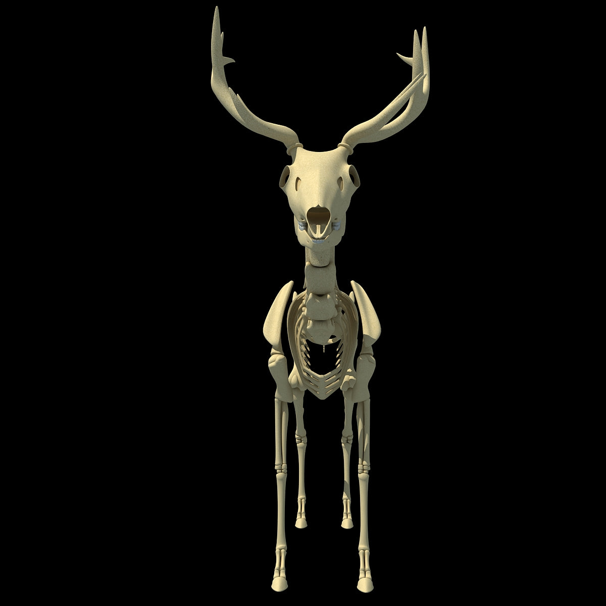 Deer Skeleton