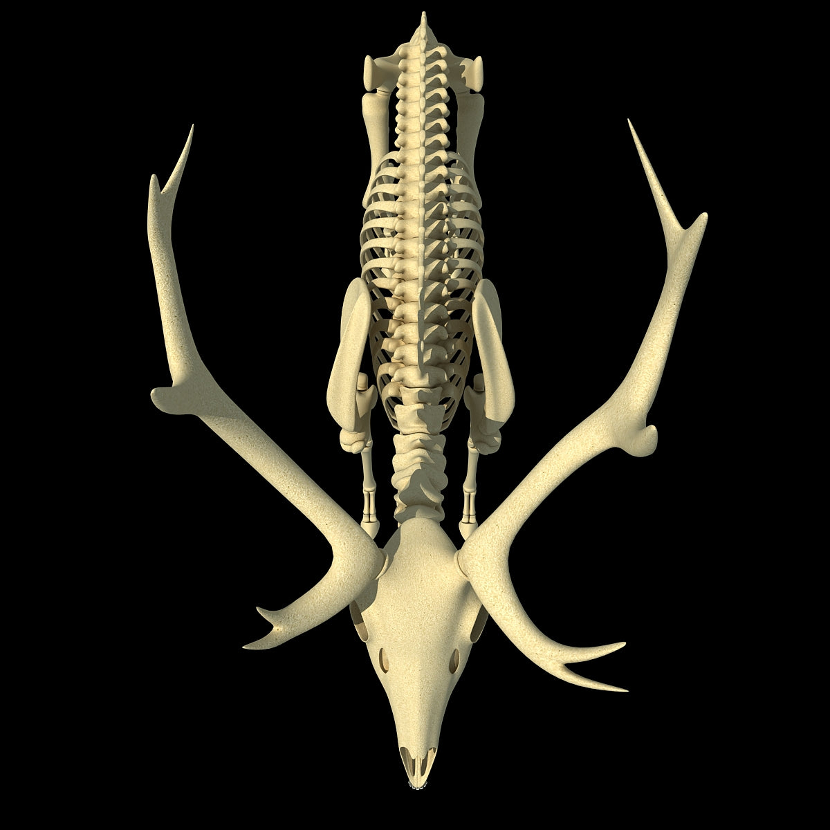 Deer Skeleton