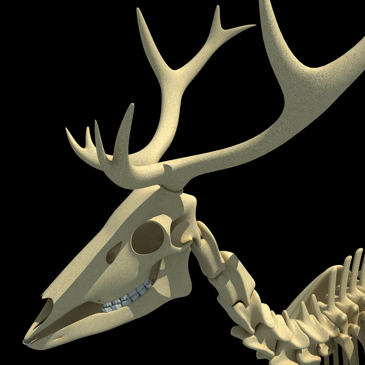 Deer Skeleton