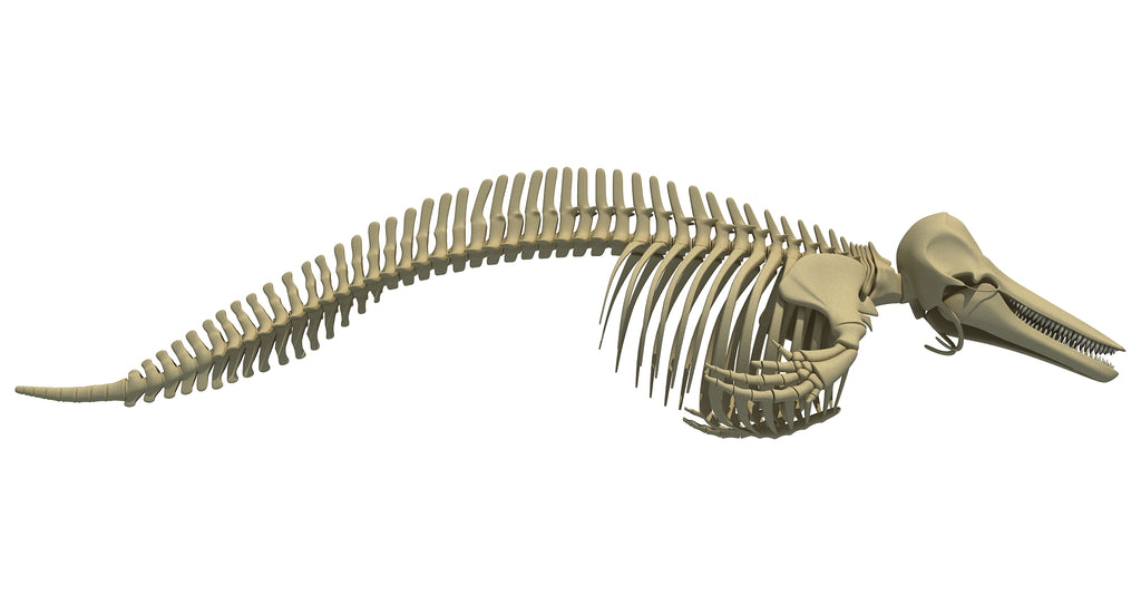 Dolphin Skeleton