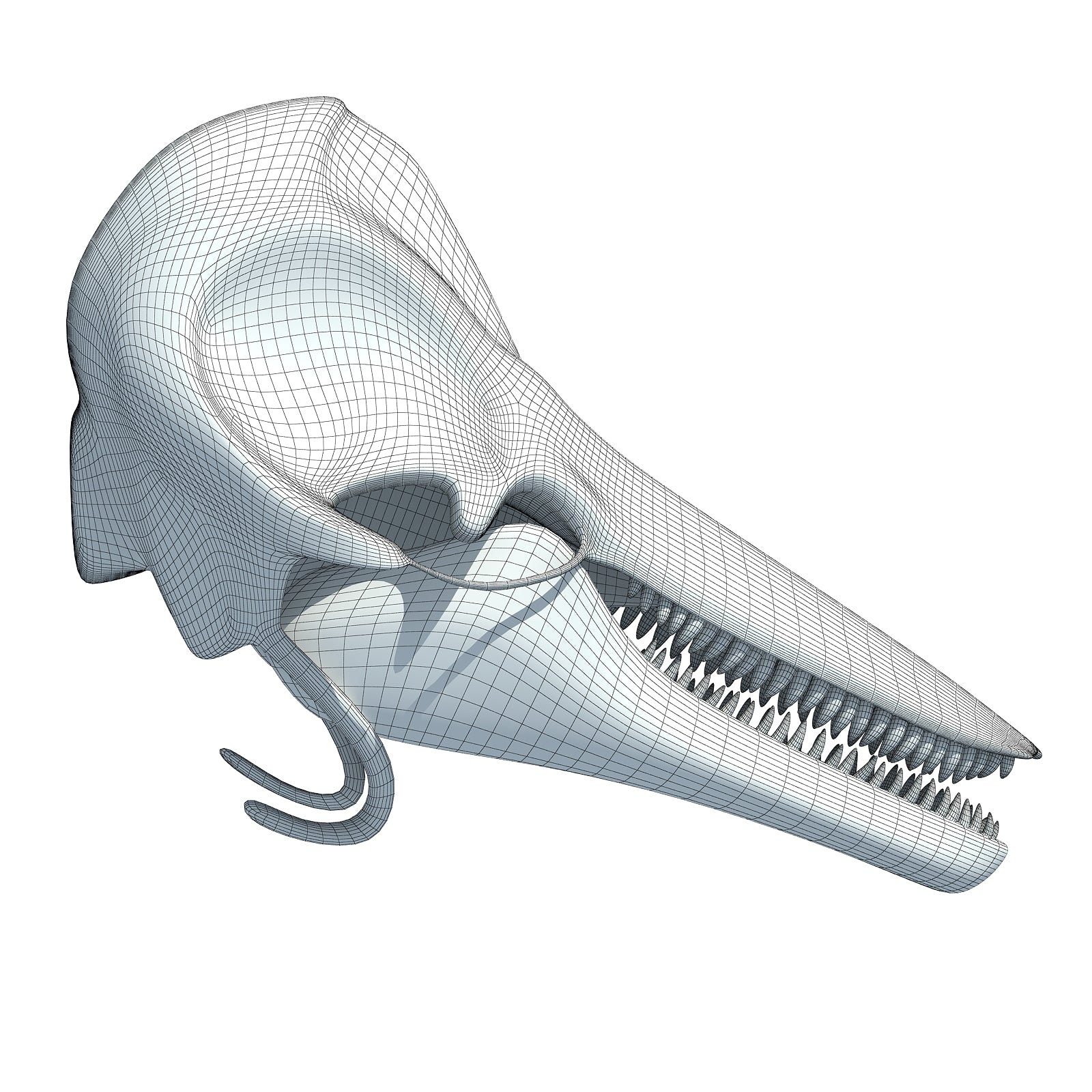 Dolphin Skull