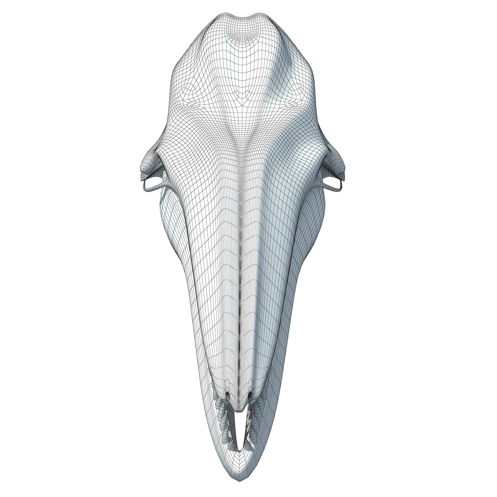 Dolphin Skull
