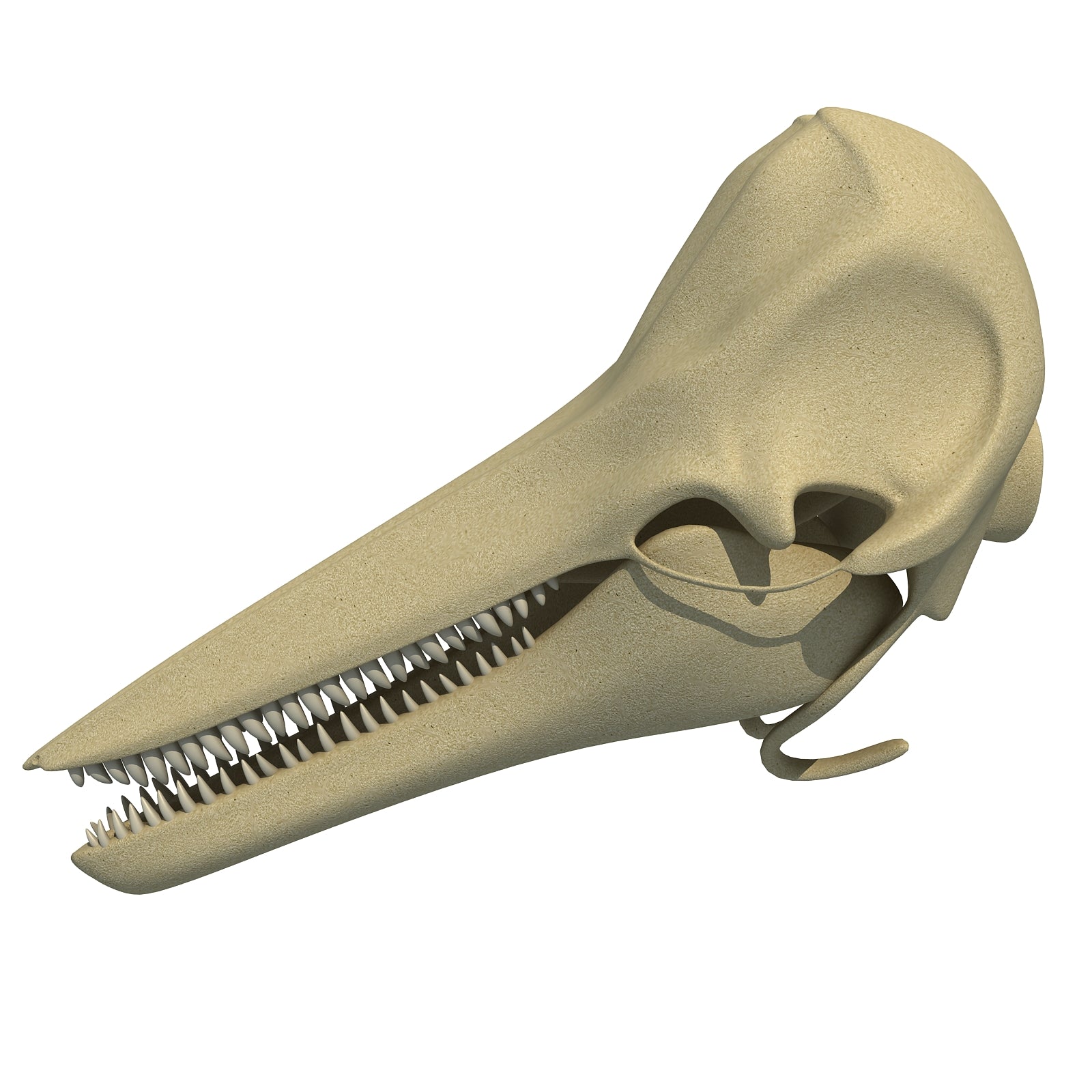 Dolphin Skull