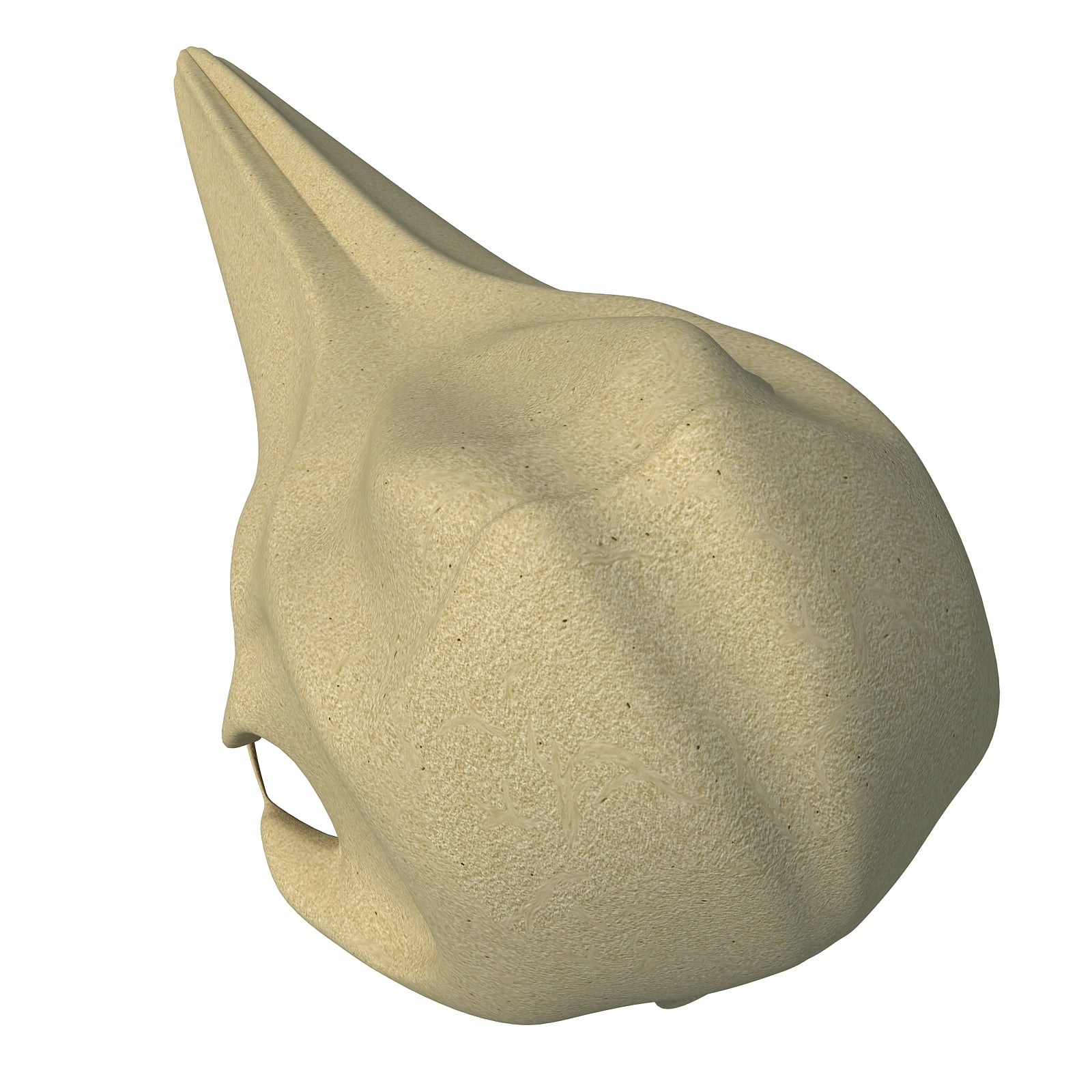Dolphin Skull