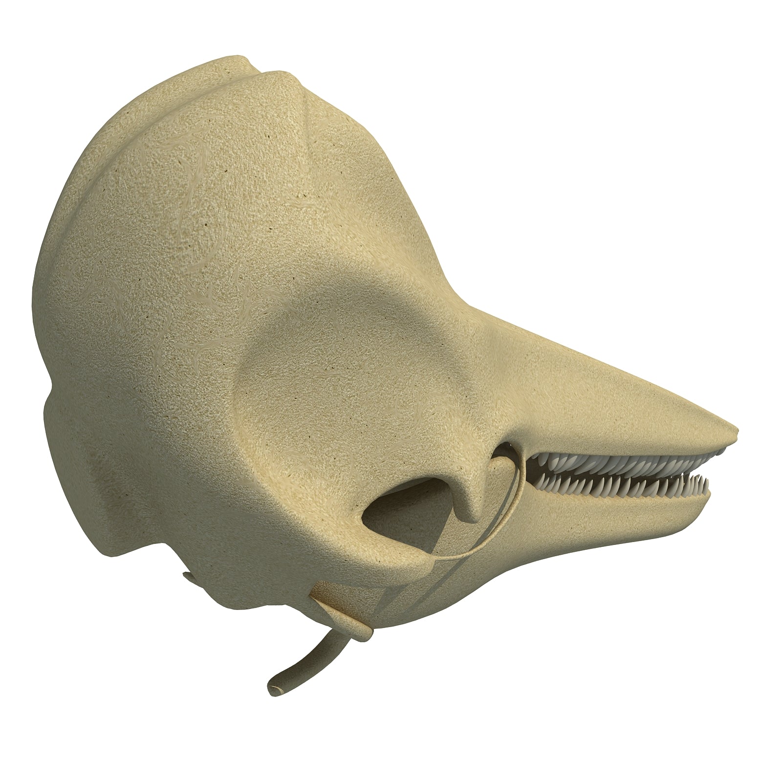 Dolphin Skull