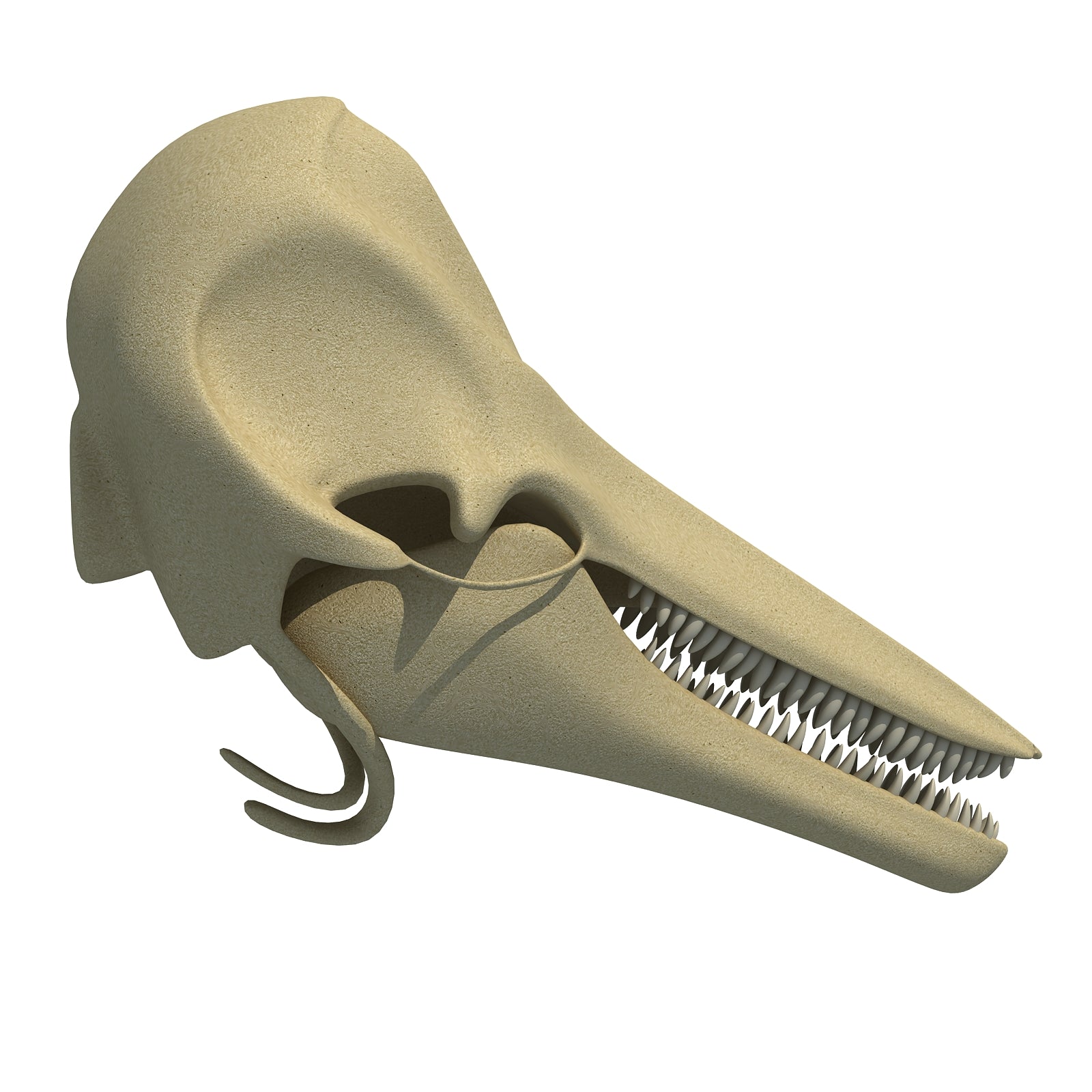 Dolphin Skull
