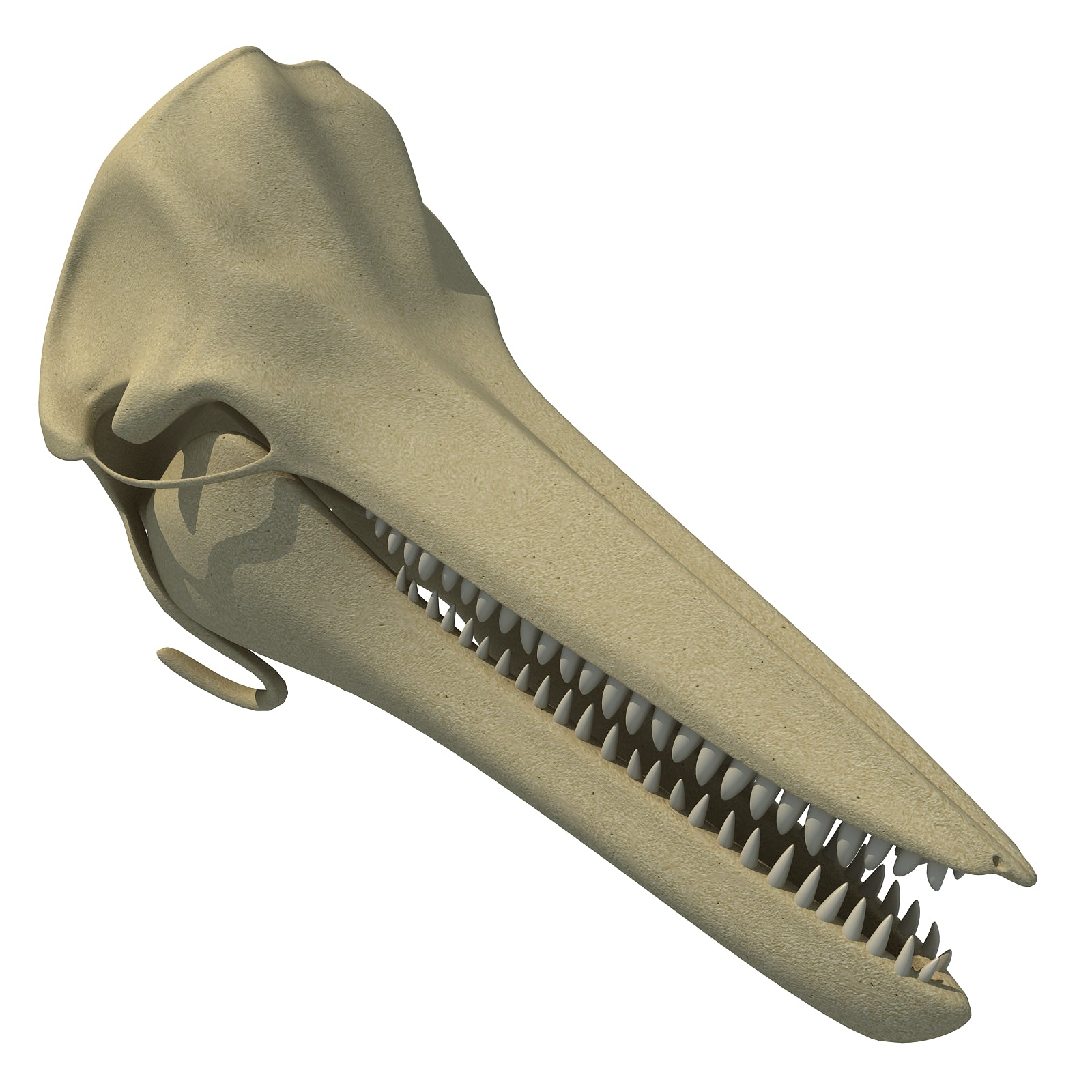 Dolphin Skull