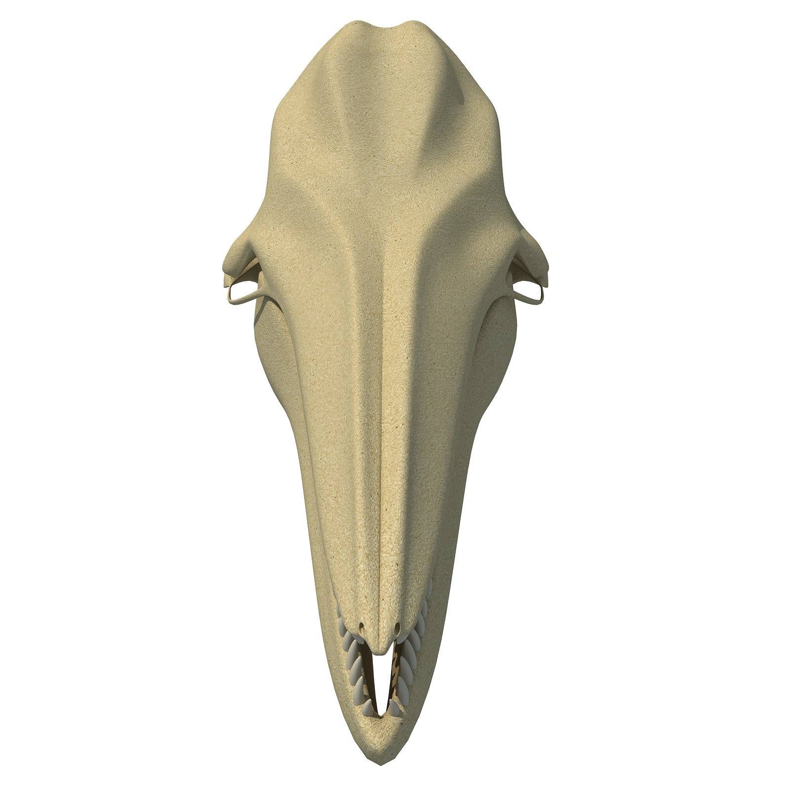 Dolphin Skull