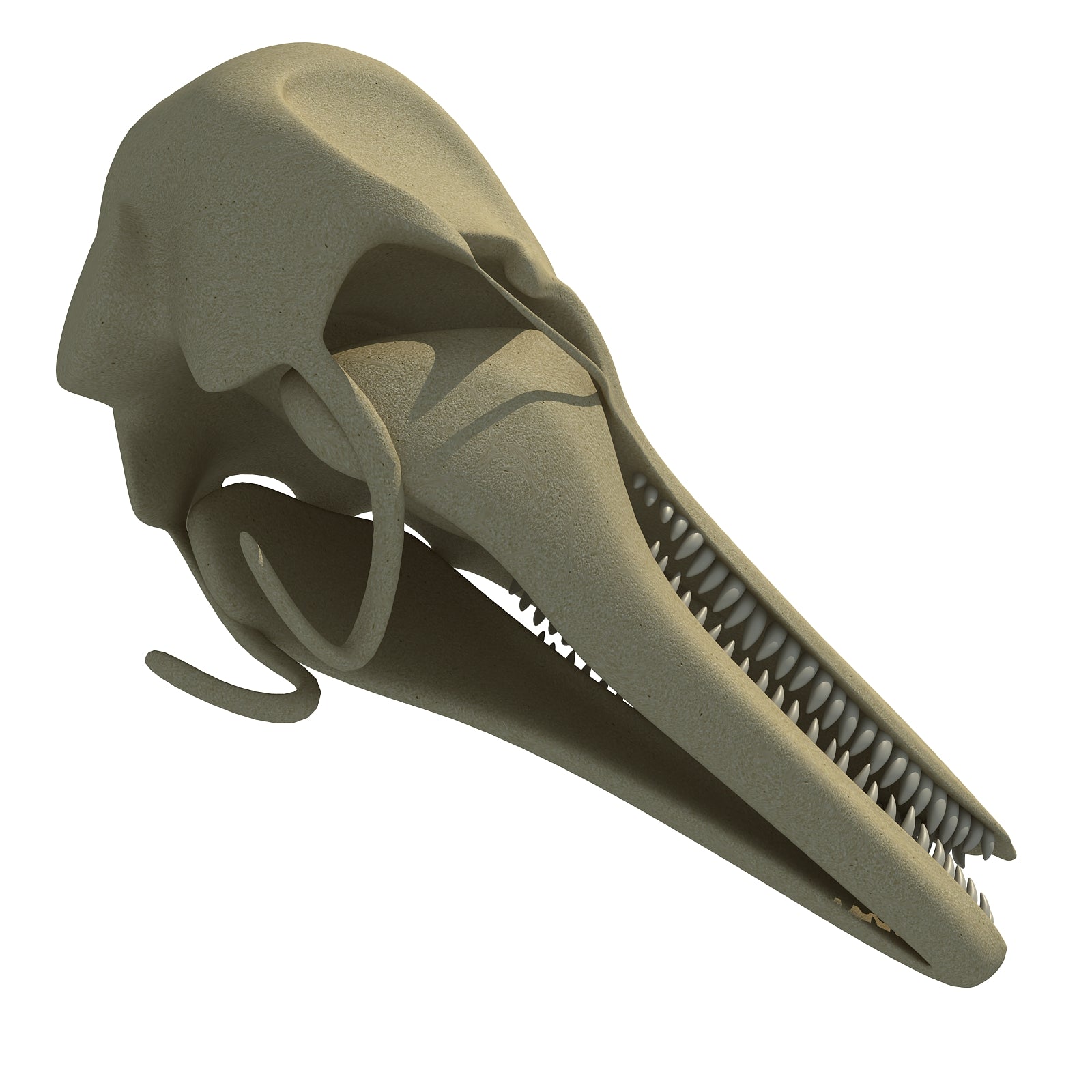 Dolphin Skull