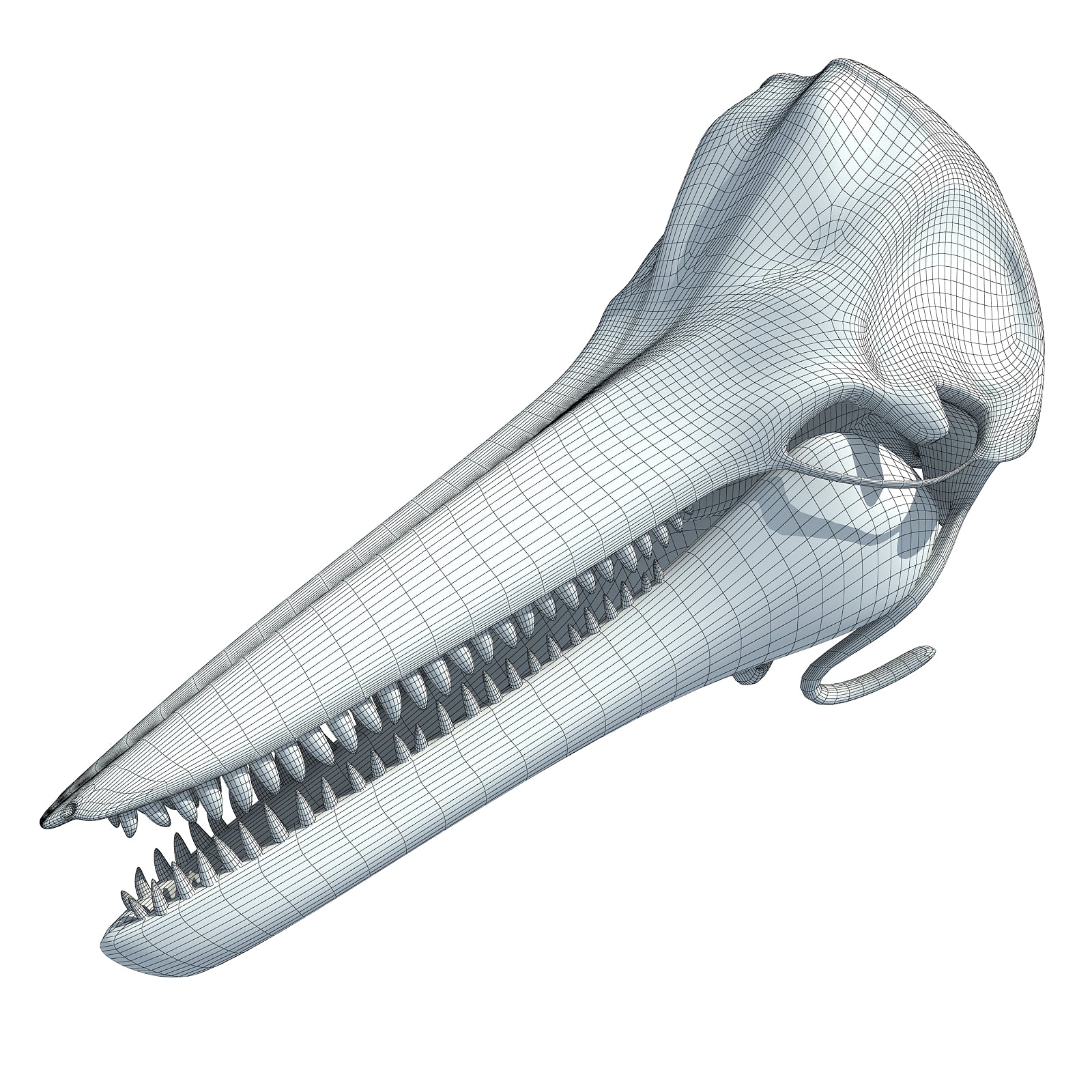 Dolphin Skull