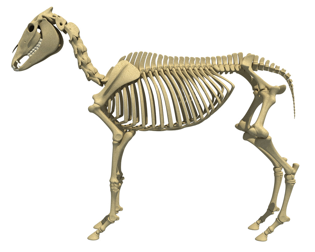 Donkey Skeleton