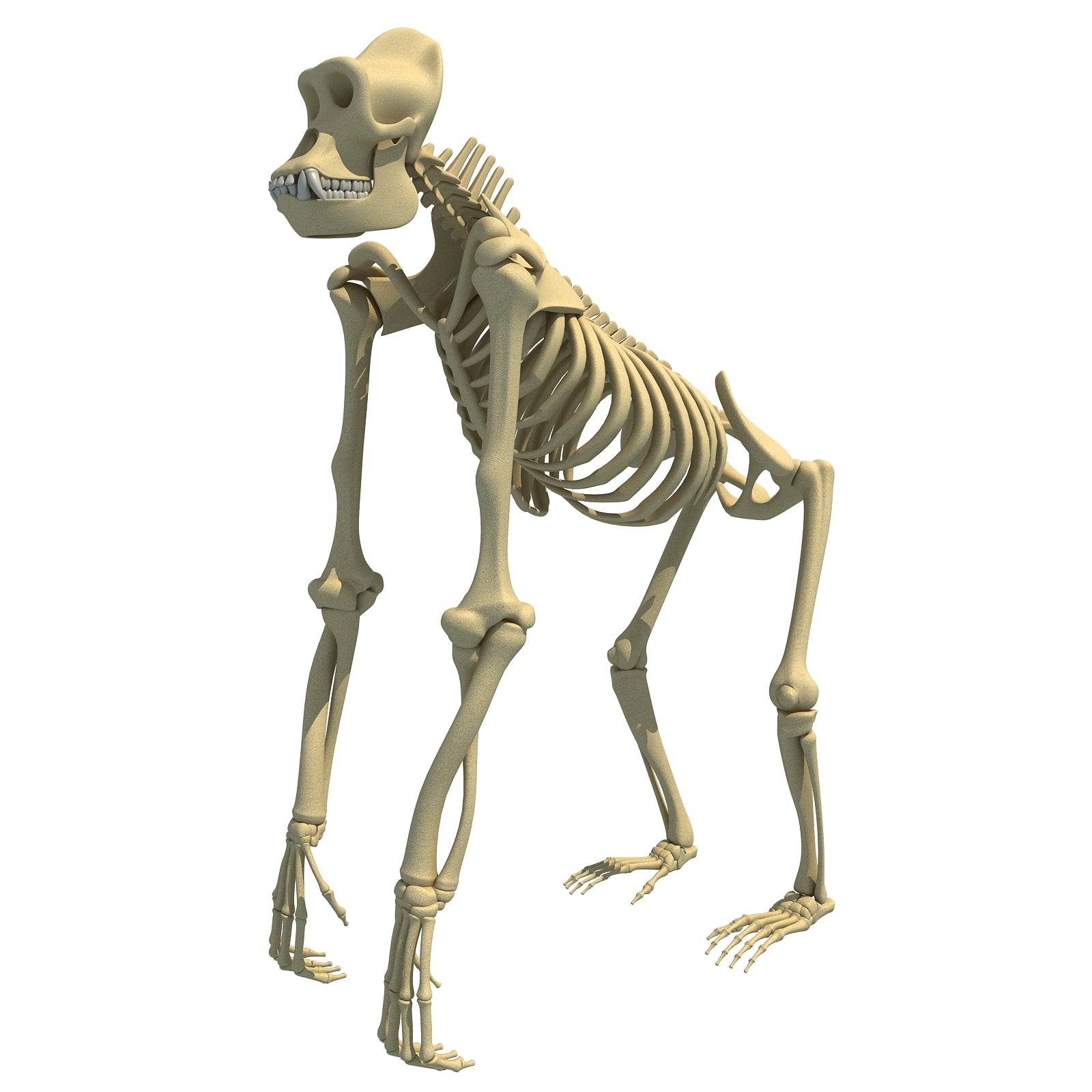 Gorilla Skeleton