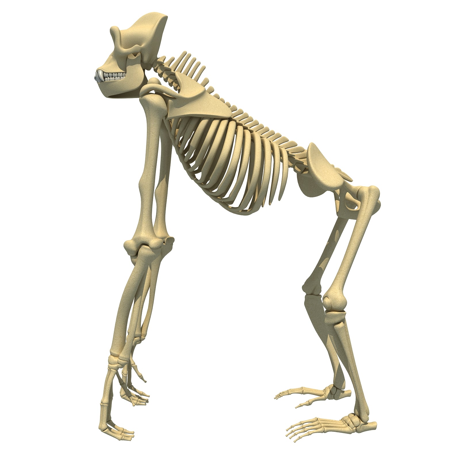 Gorilla Skeleton