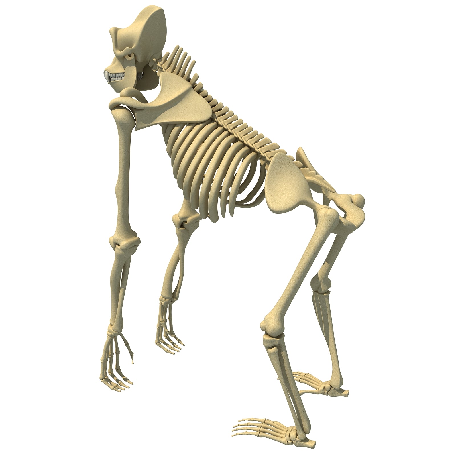 Gorilla Skeleton