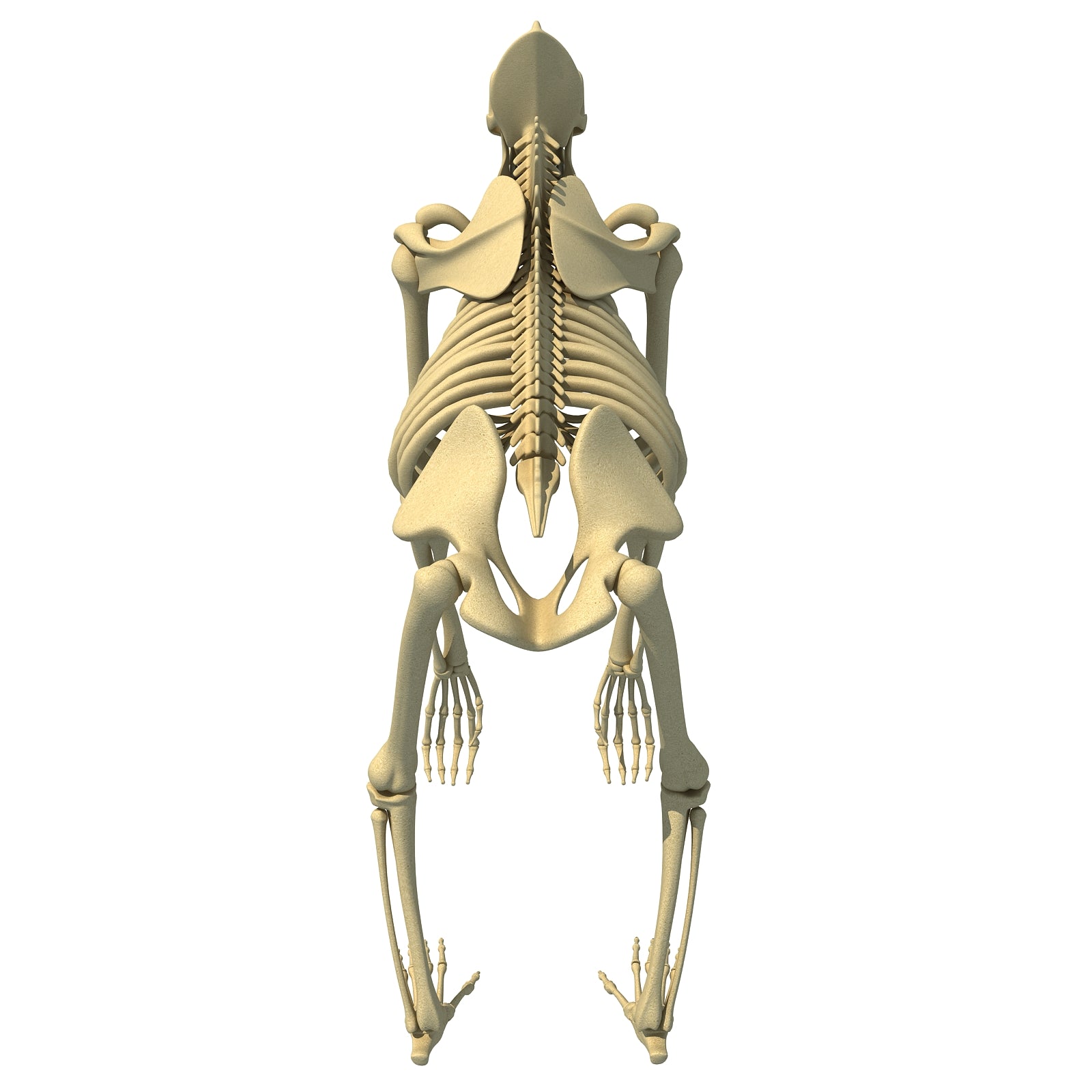 Gorilla Skeleton