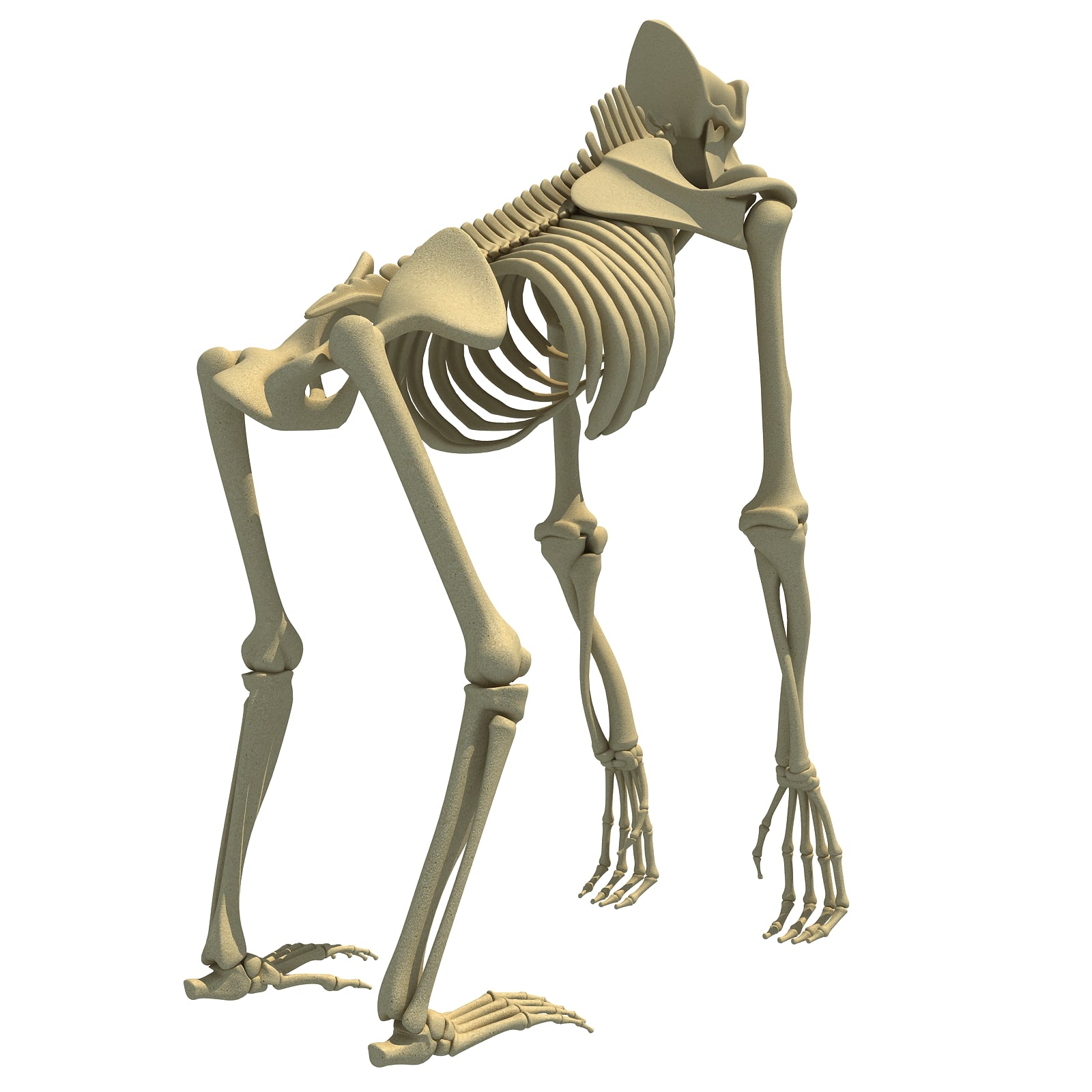 Gorilla Skeleton