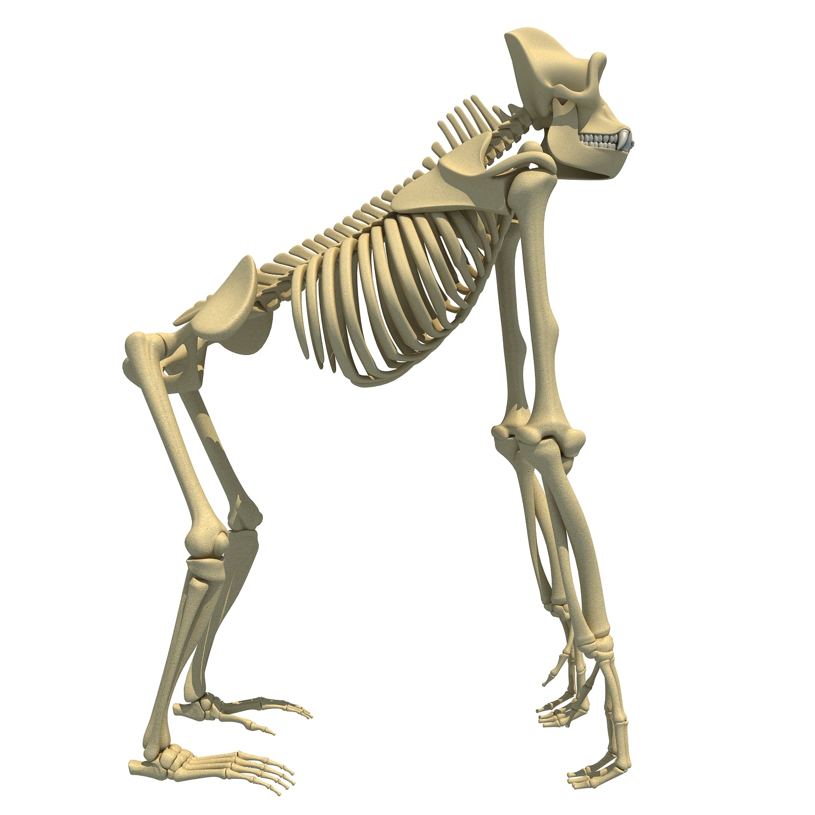 Gorilla Skeleton