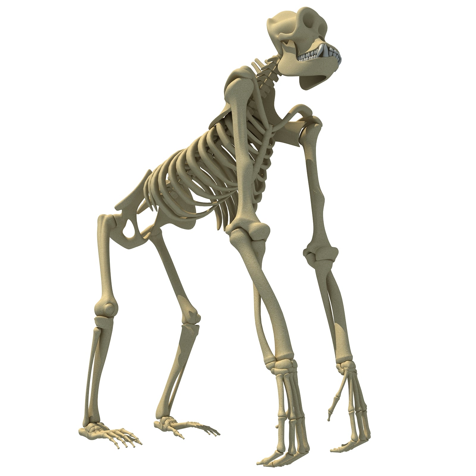 Gorilla Skeleton