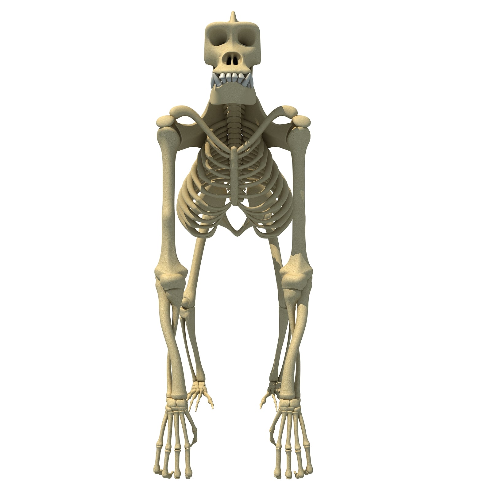 Gorilla Skeleton