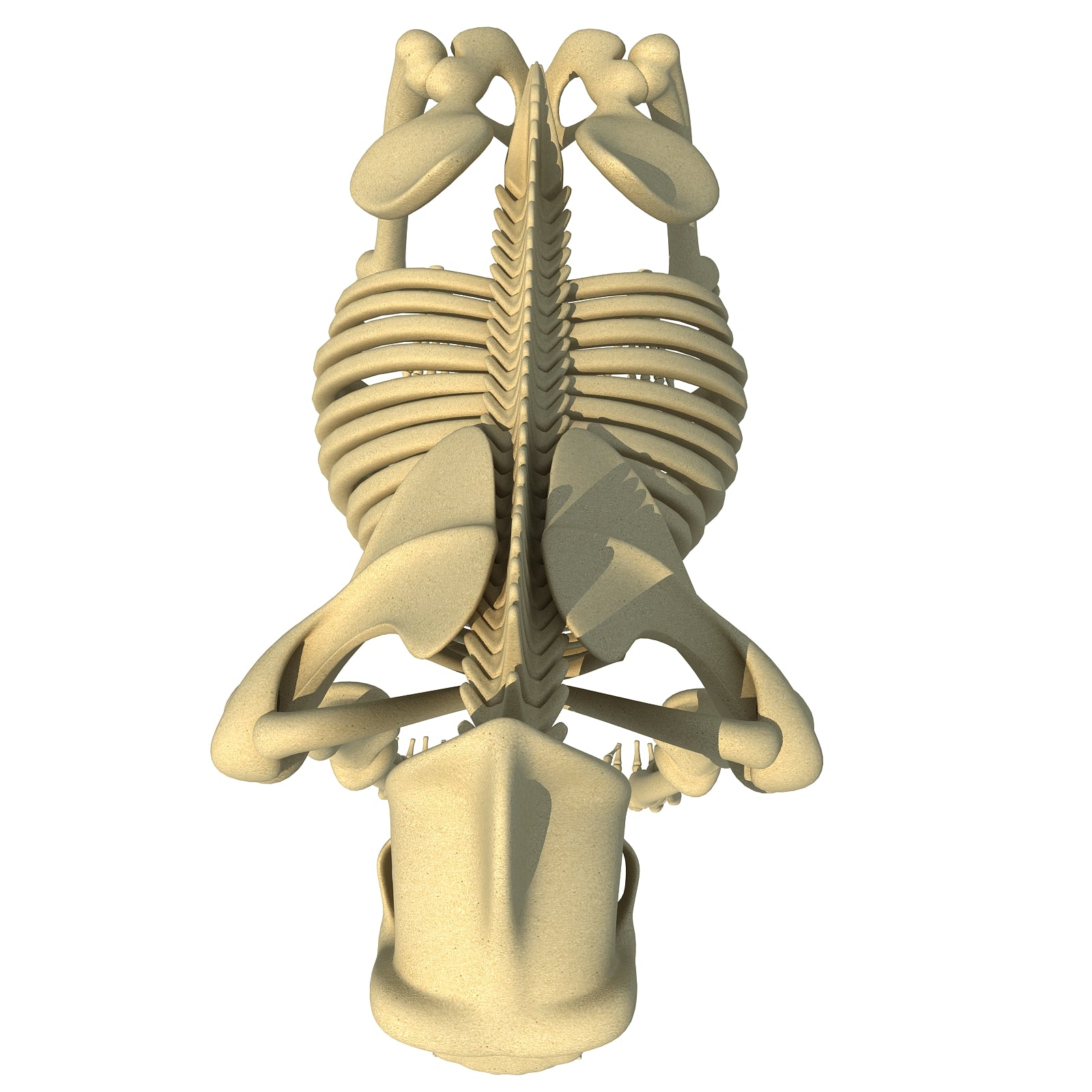 Gorilla Skeleton