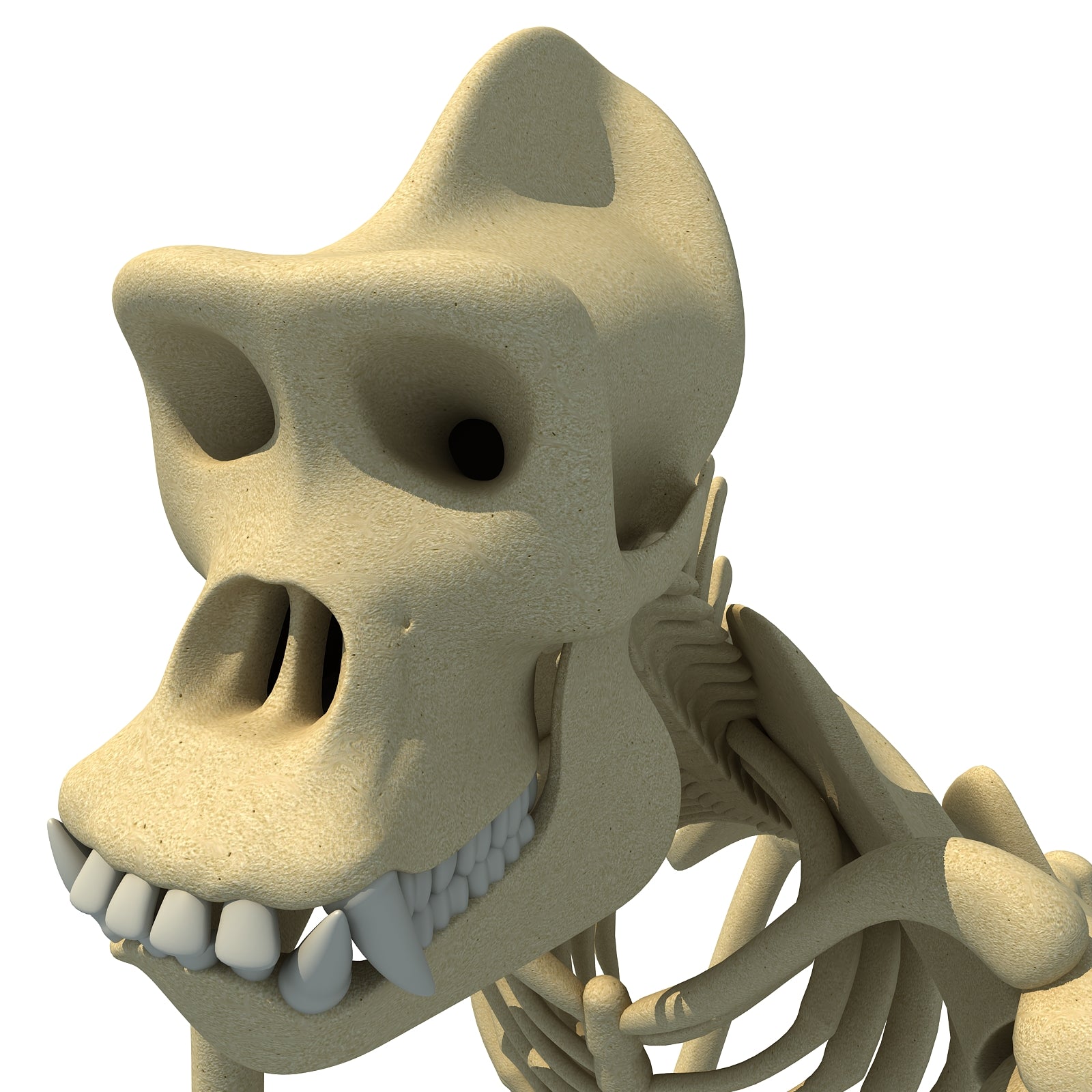 Gorilla Skeleton