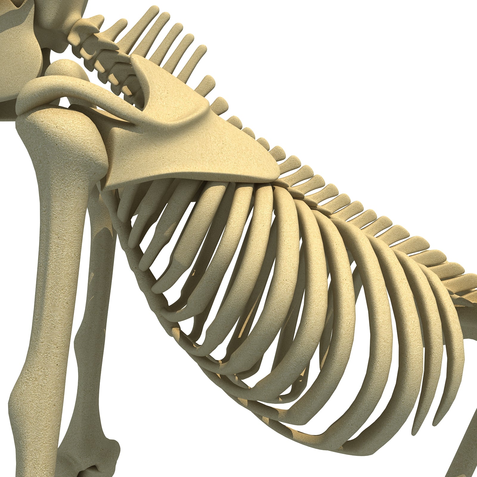 Gorilla Skeleton