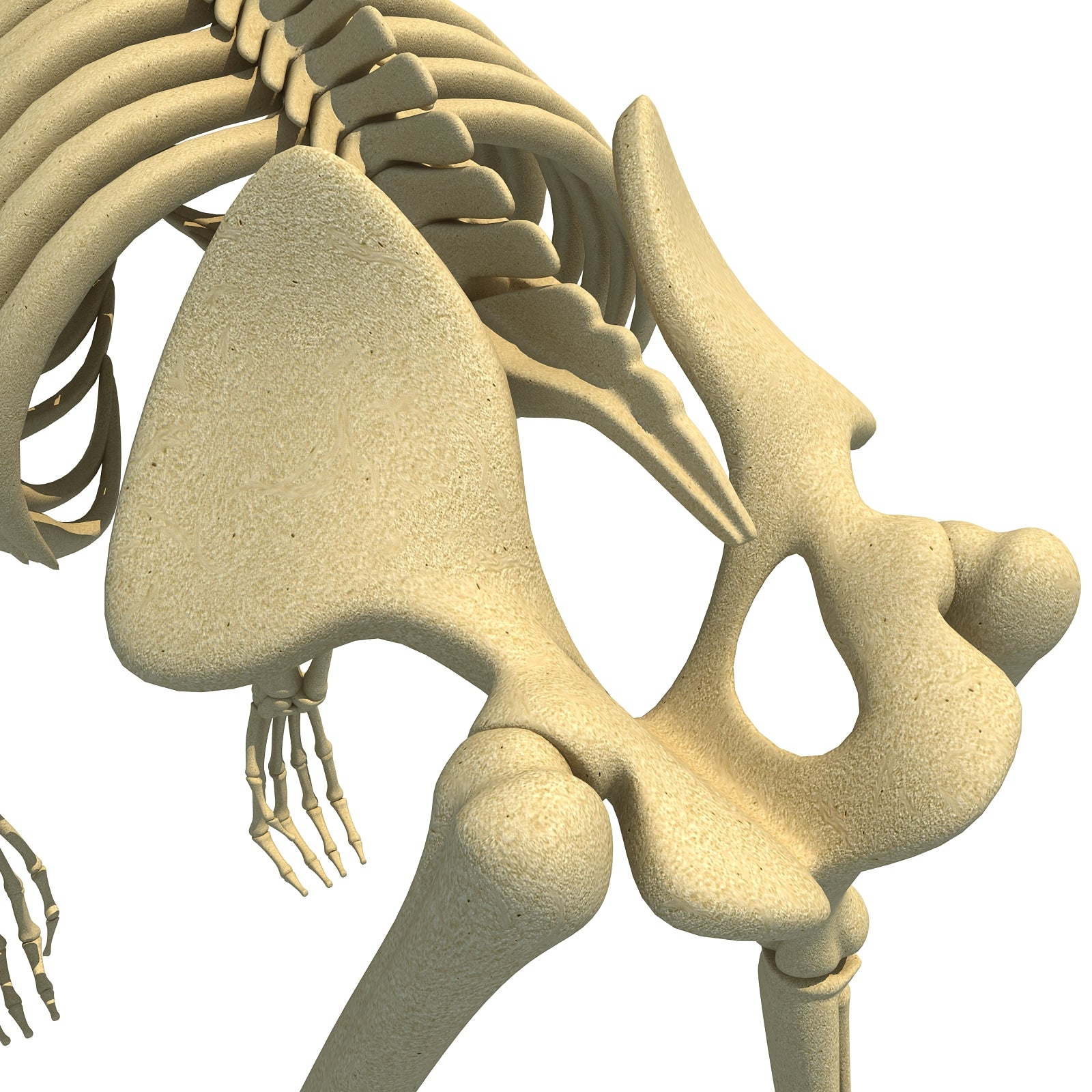 Gorilla Skeleton