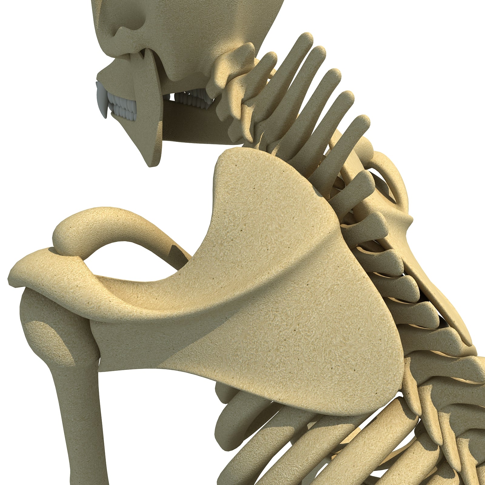 Gorilla Skeleton