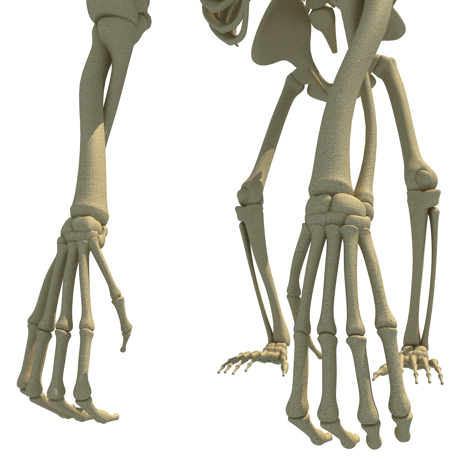 Gorilla Skeleton