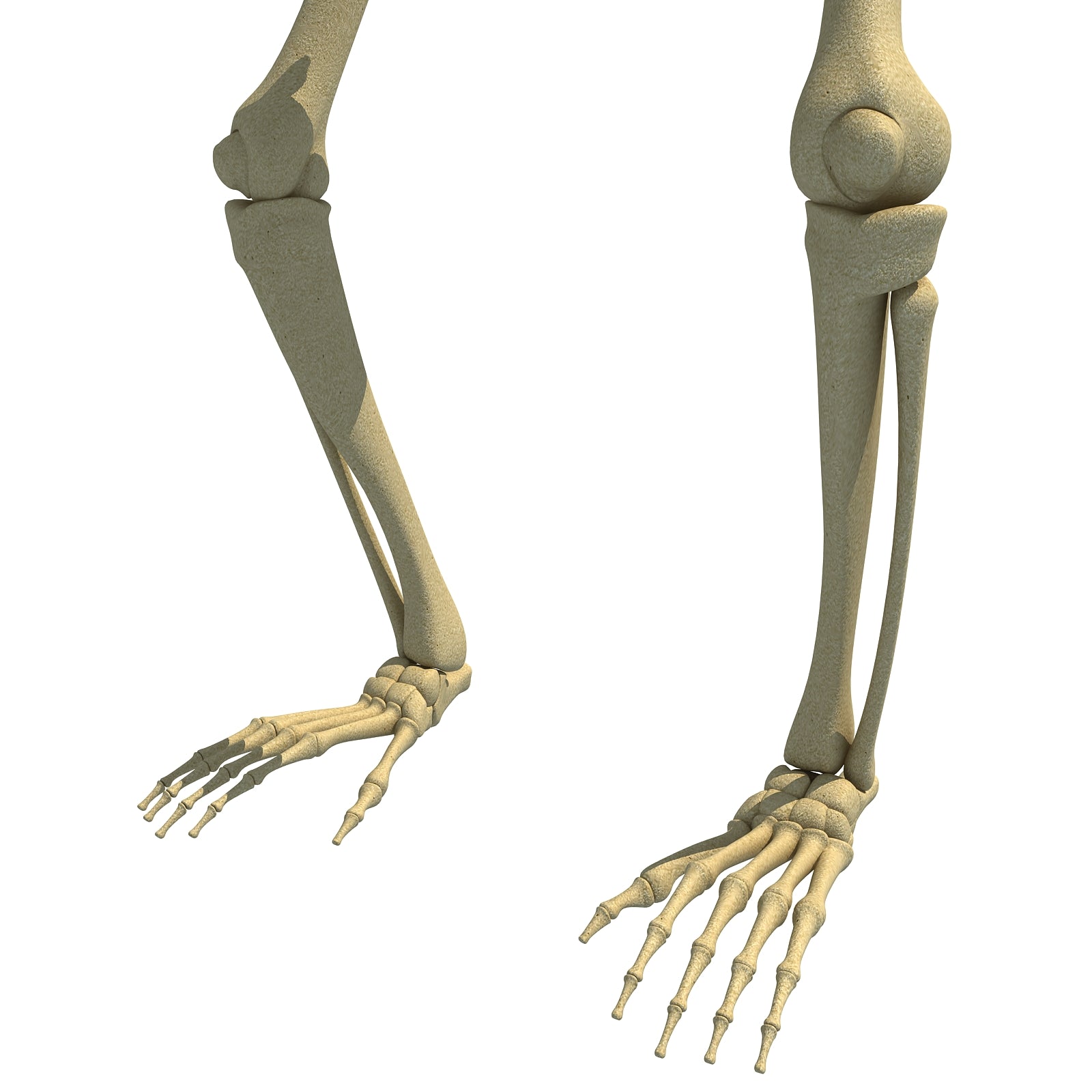 Gorilla Skeleton