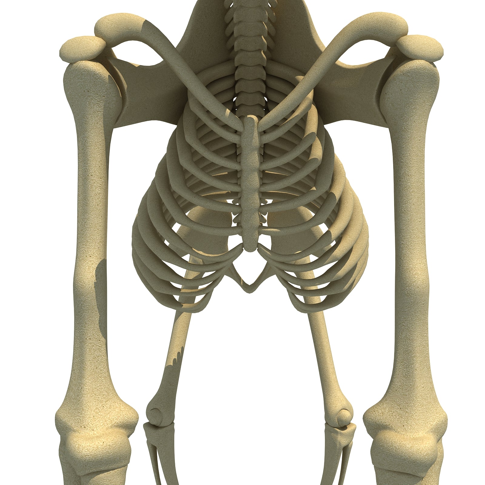 Gorilla Skeleton