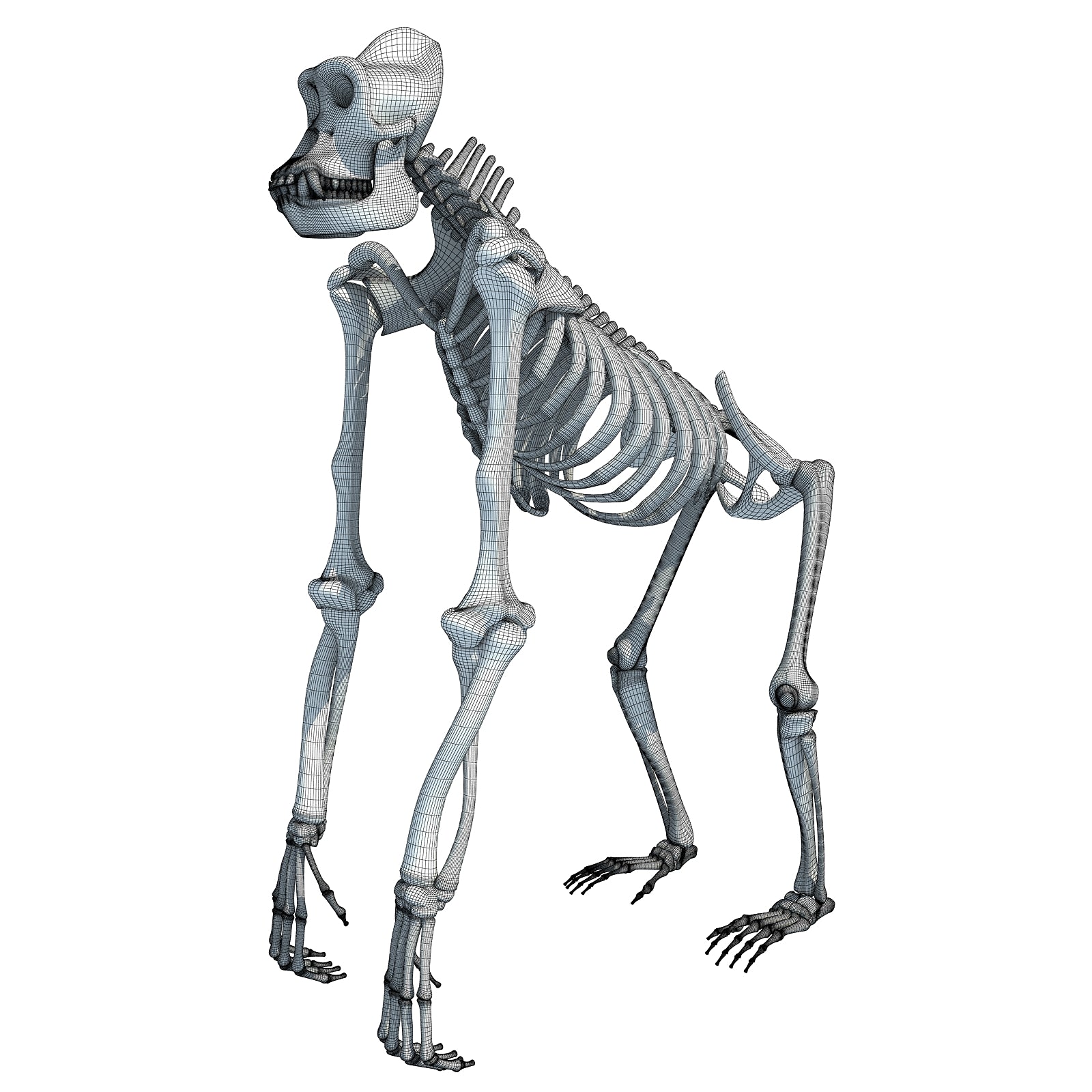 Gorilla Skeleton 3D Model