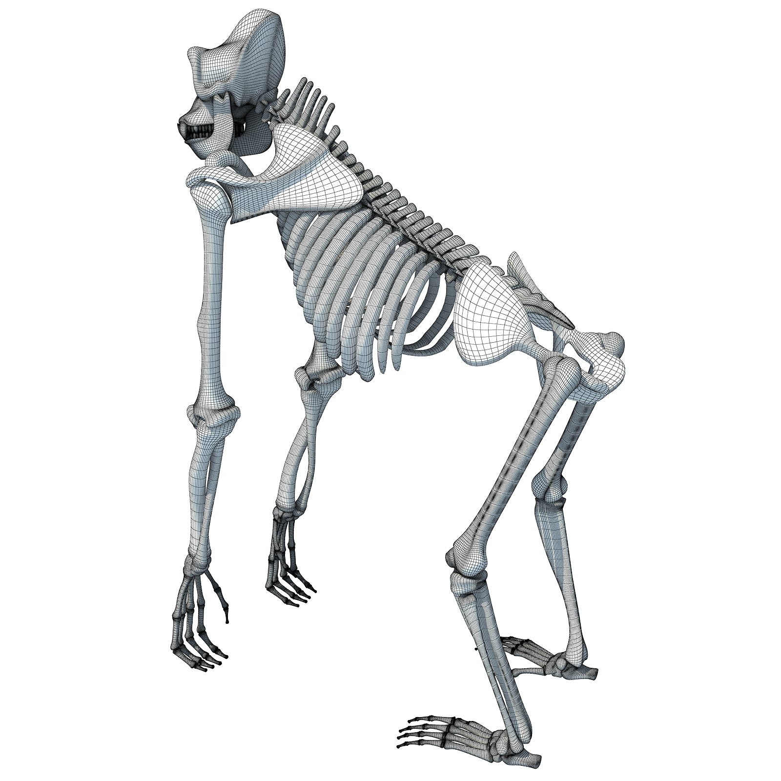 Gorilla Skeleton 3D Model
