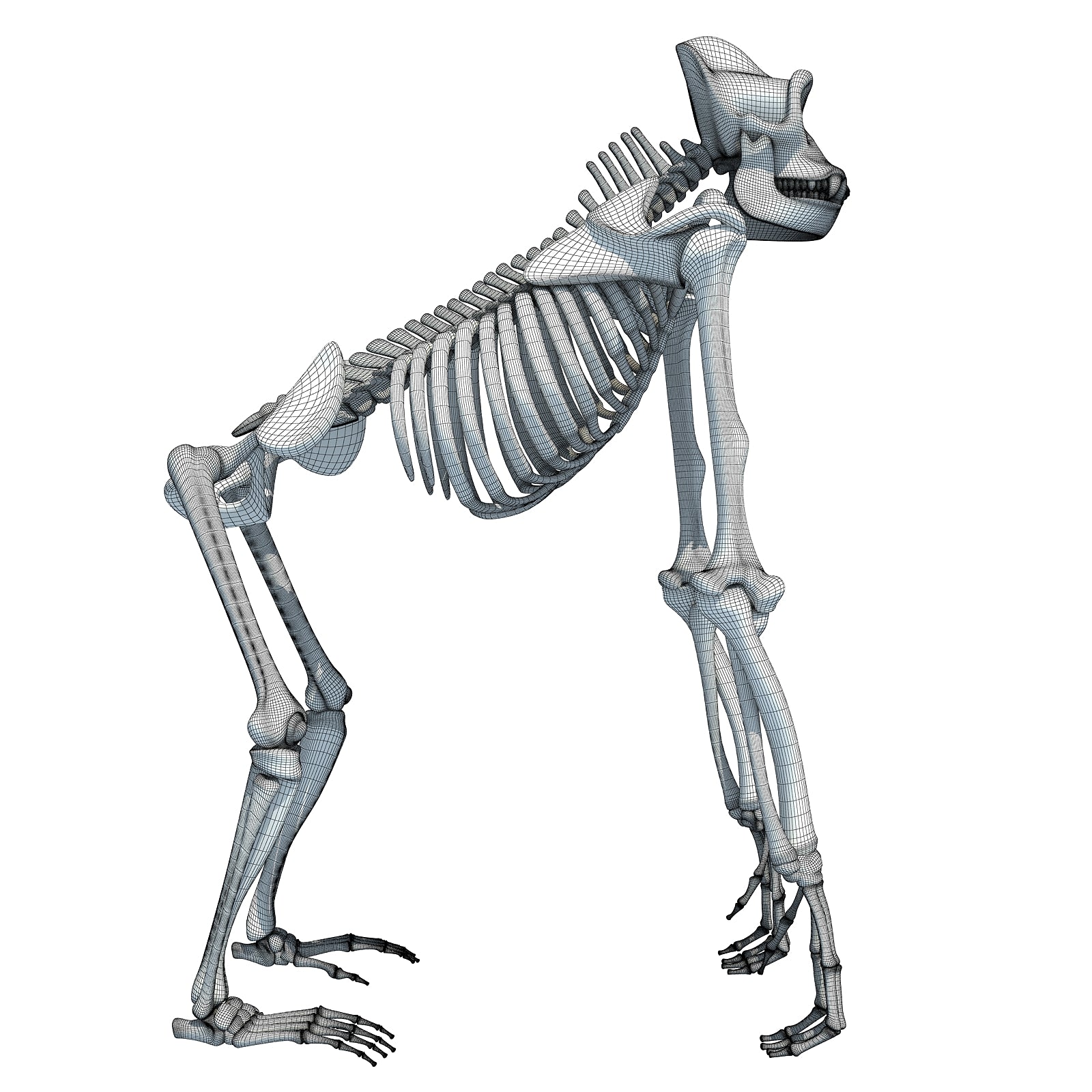 Gorilla Skeleton 3D Model