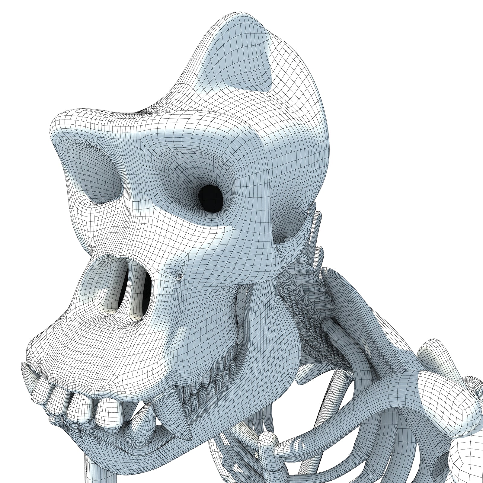 Gorilla Skeleton 3D Model