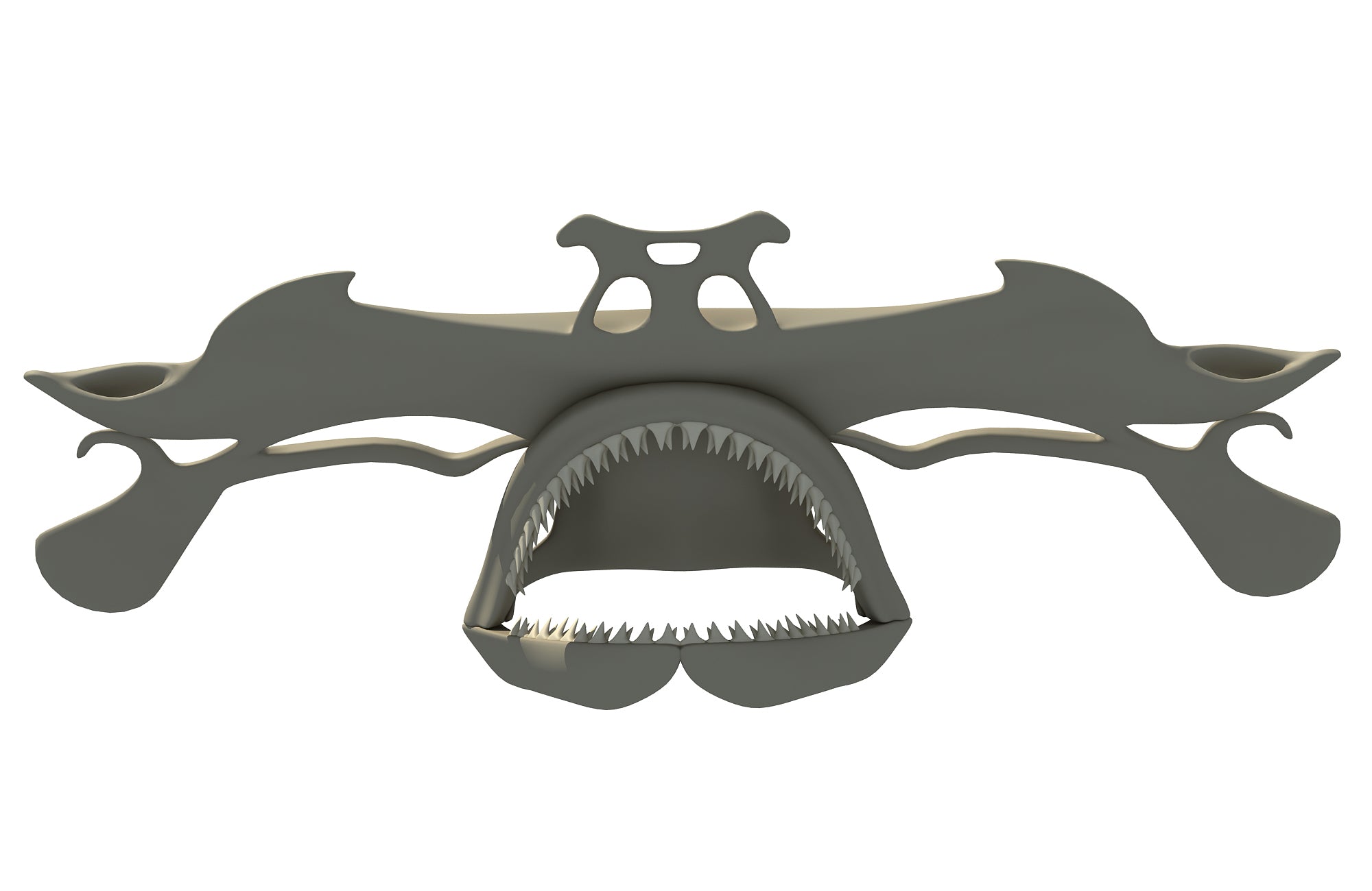 Hammerhead Shark Skull