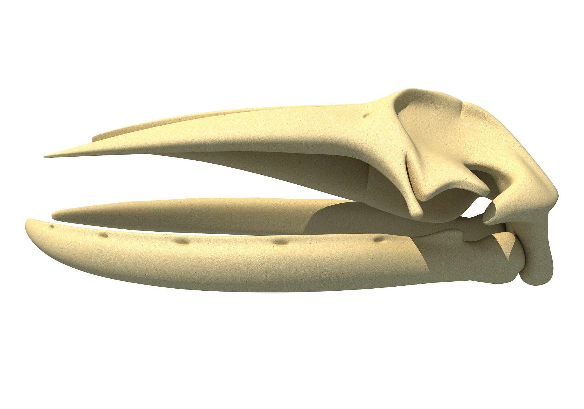 Humpback Whale Skull