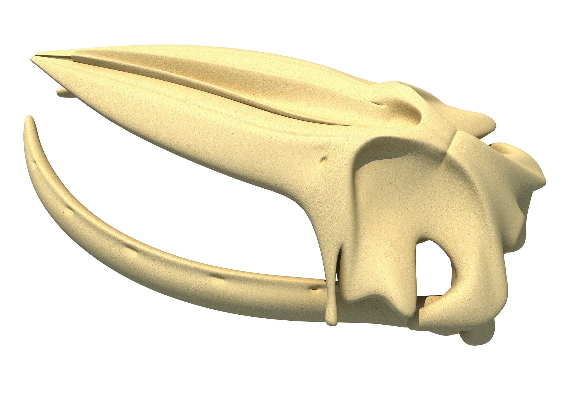 Humpback Whale Skull