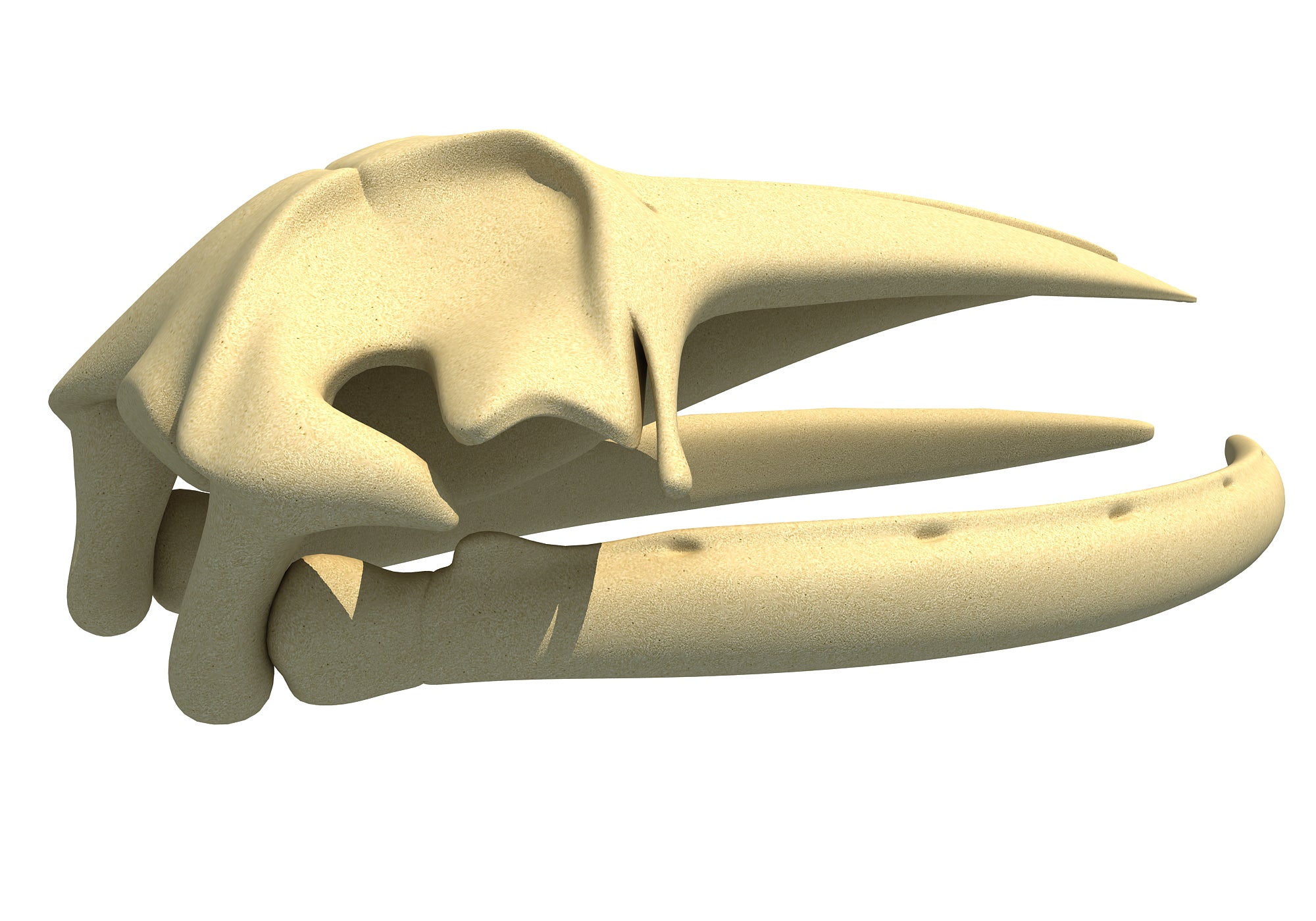Humpback Whale Skull