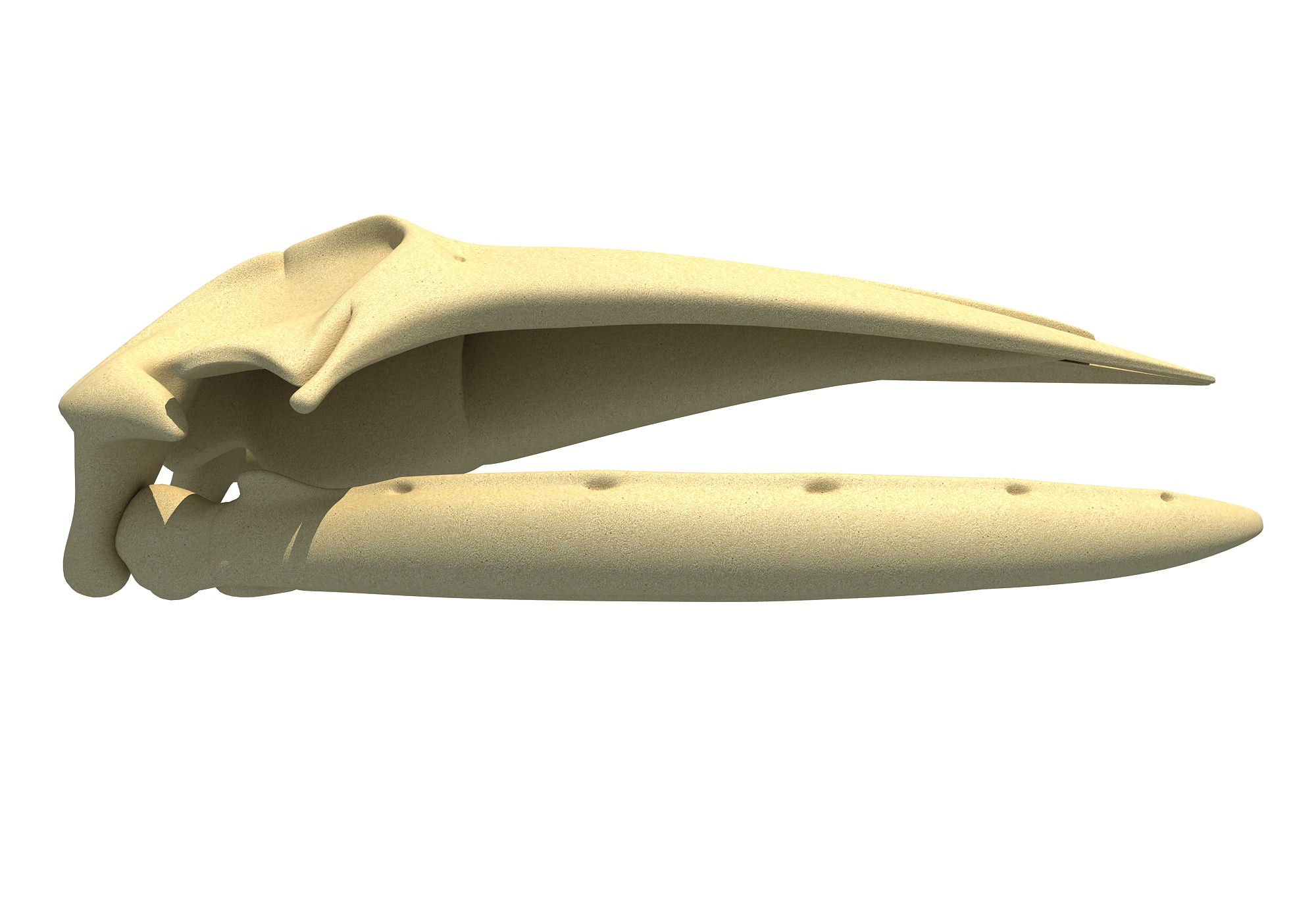 Humpback Whale Skull