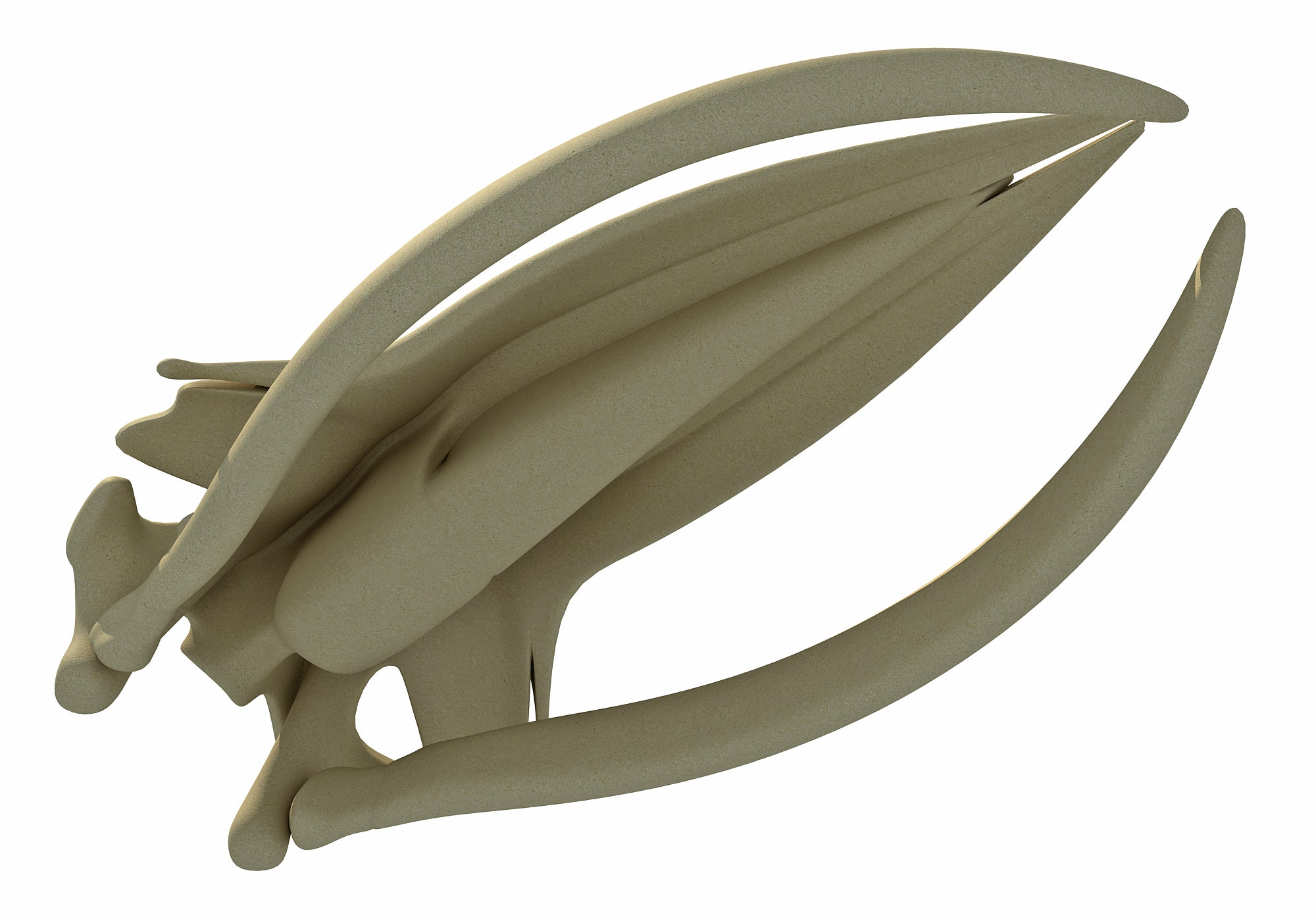 Humpback Whale Skull