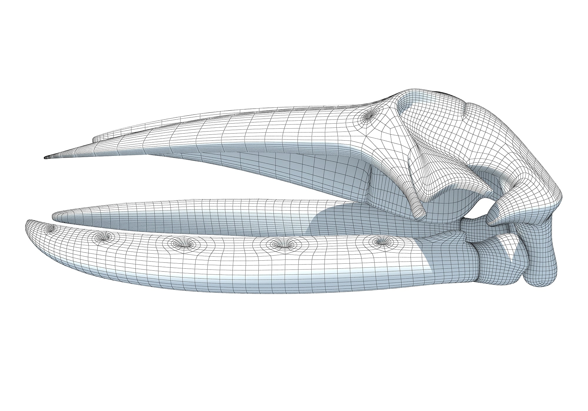 Humpback Whale Skull